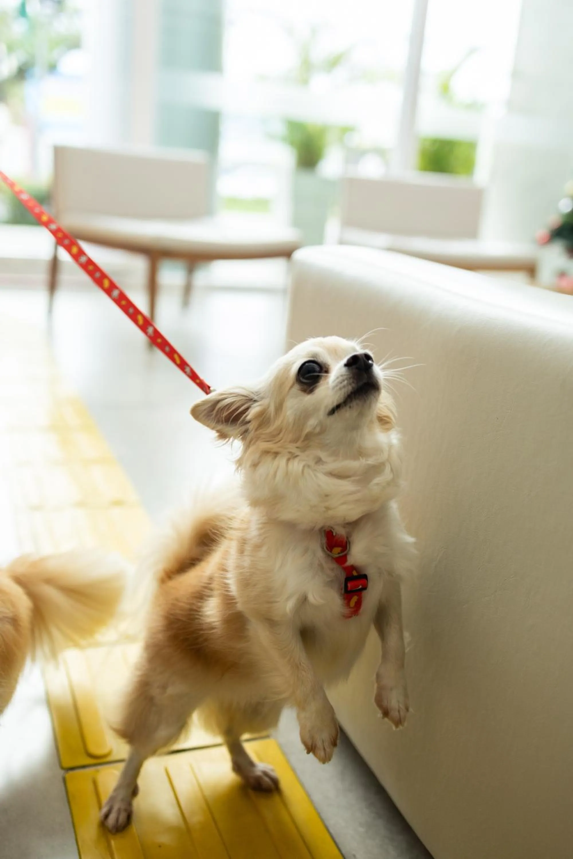 Pets in Ramada by Wyndham Macae Hotel & Suites