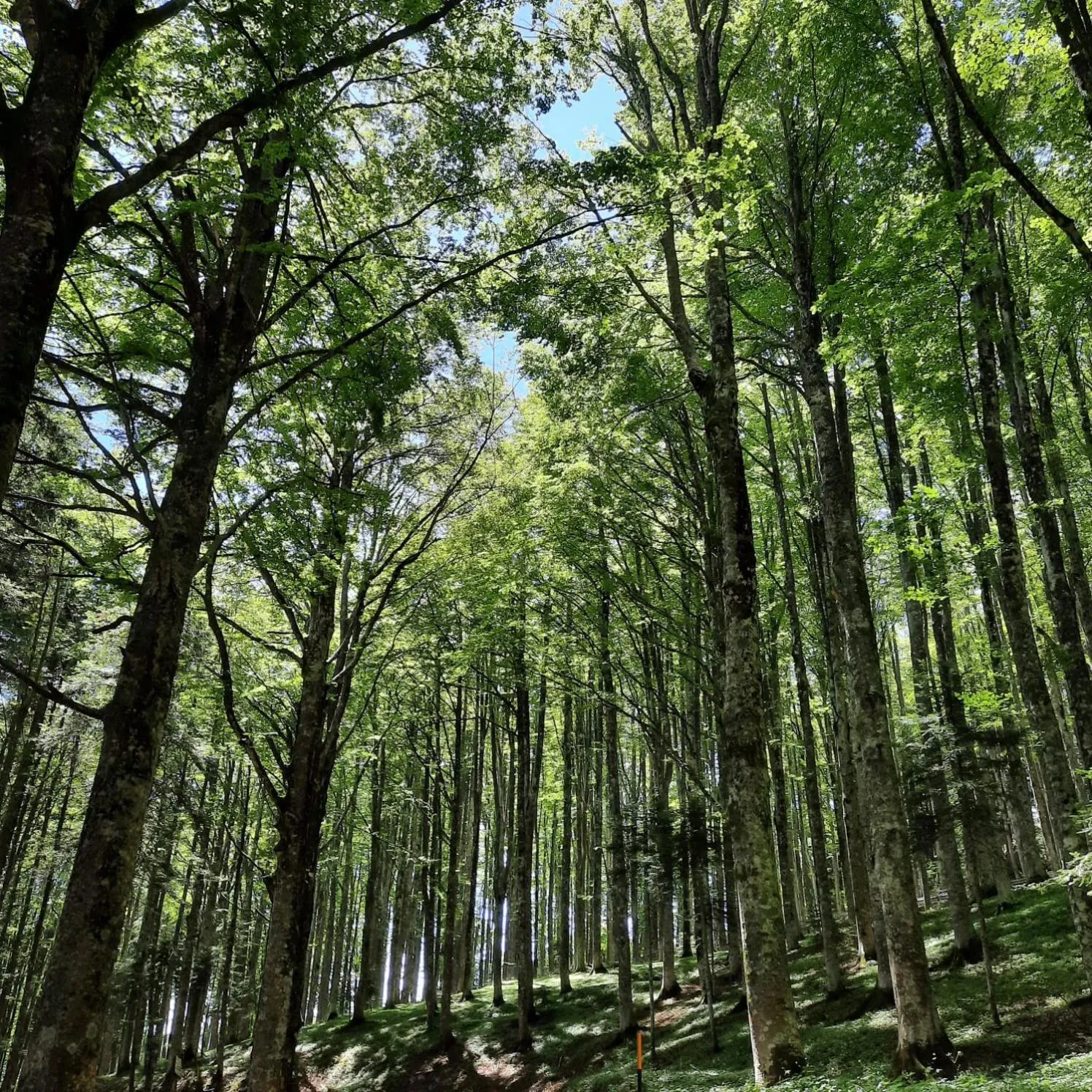 Summer in Hotel Bellavista