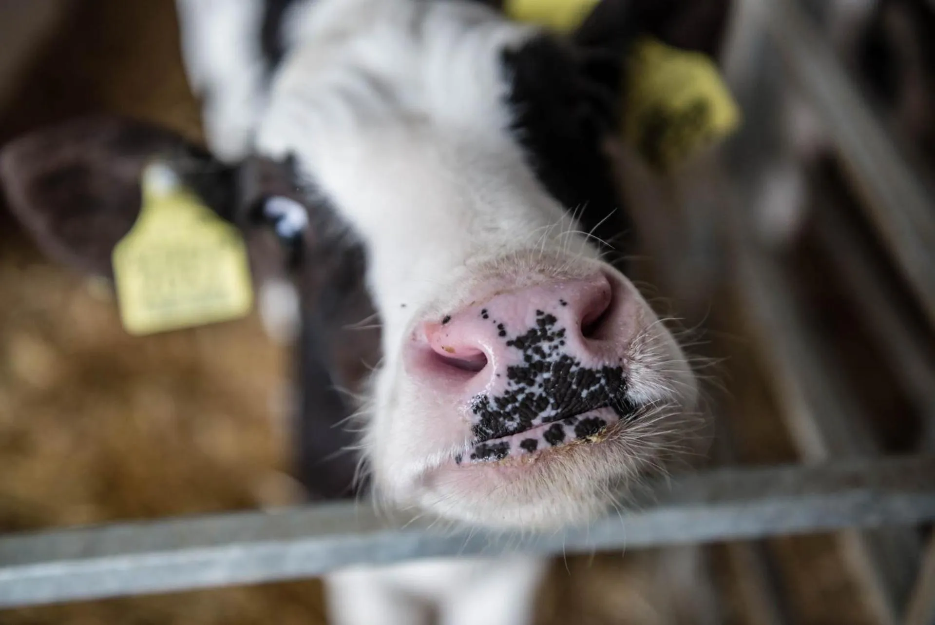 Animals in Romantik Hotel & Restaurant Stafler