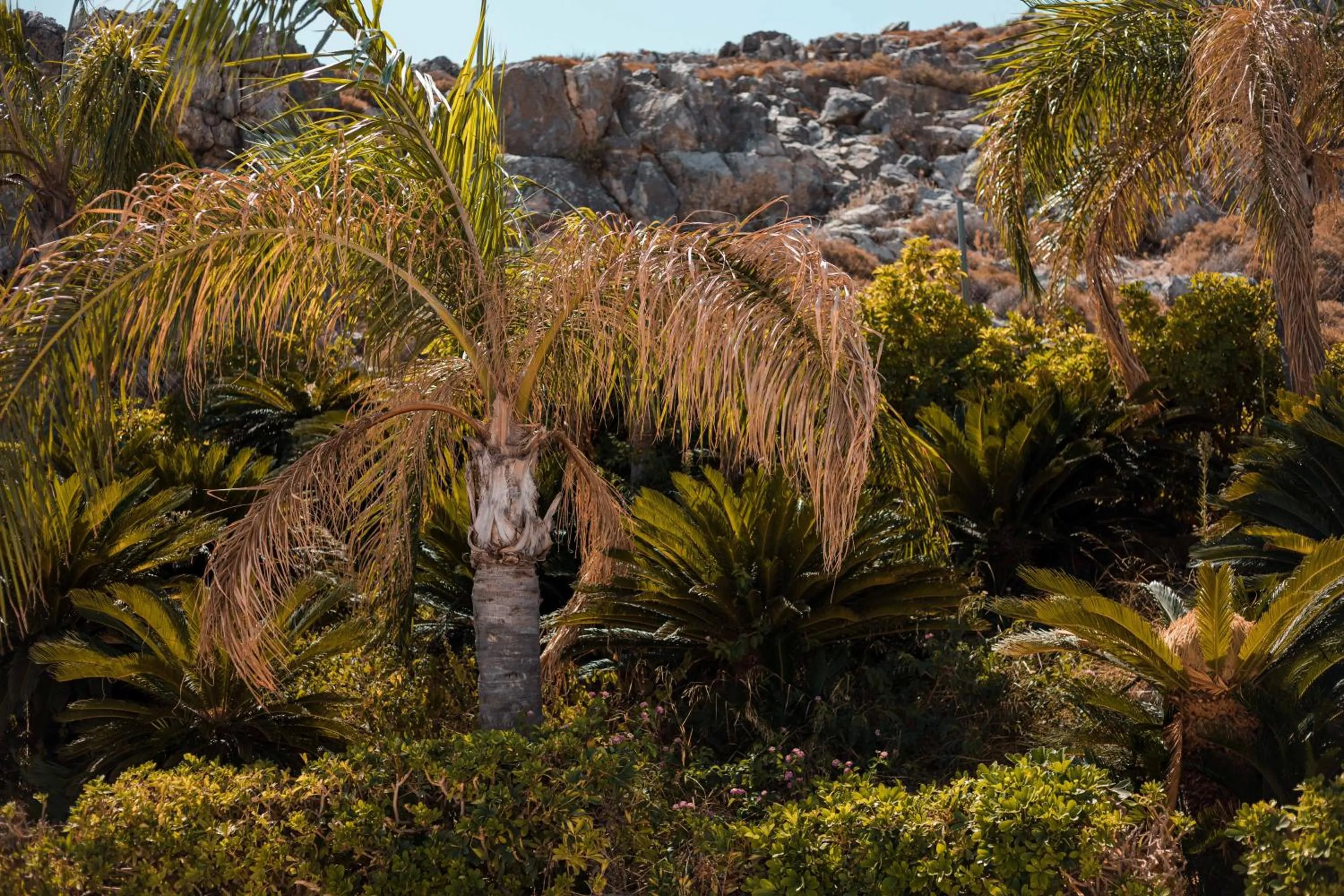 Natural landscape in Lambis Studios & Apartments