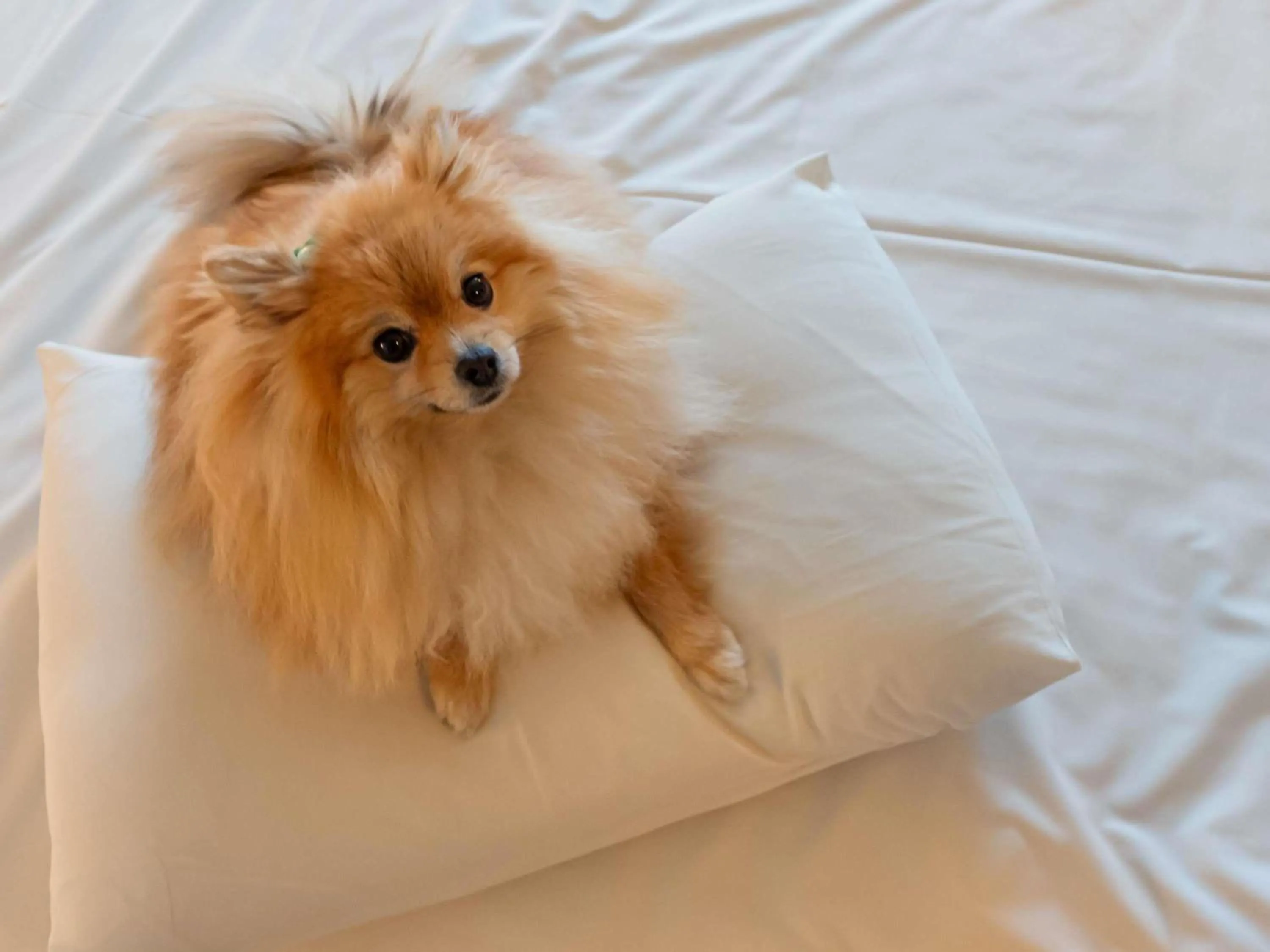 Other in Ibis Guaratingueta Aparecida - Circuito da Fé