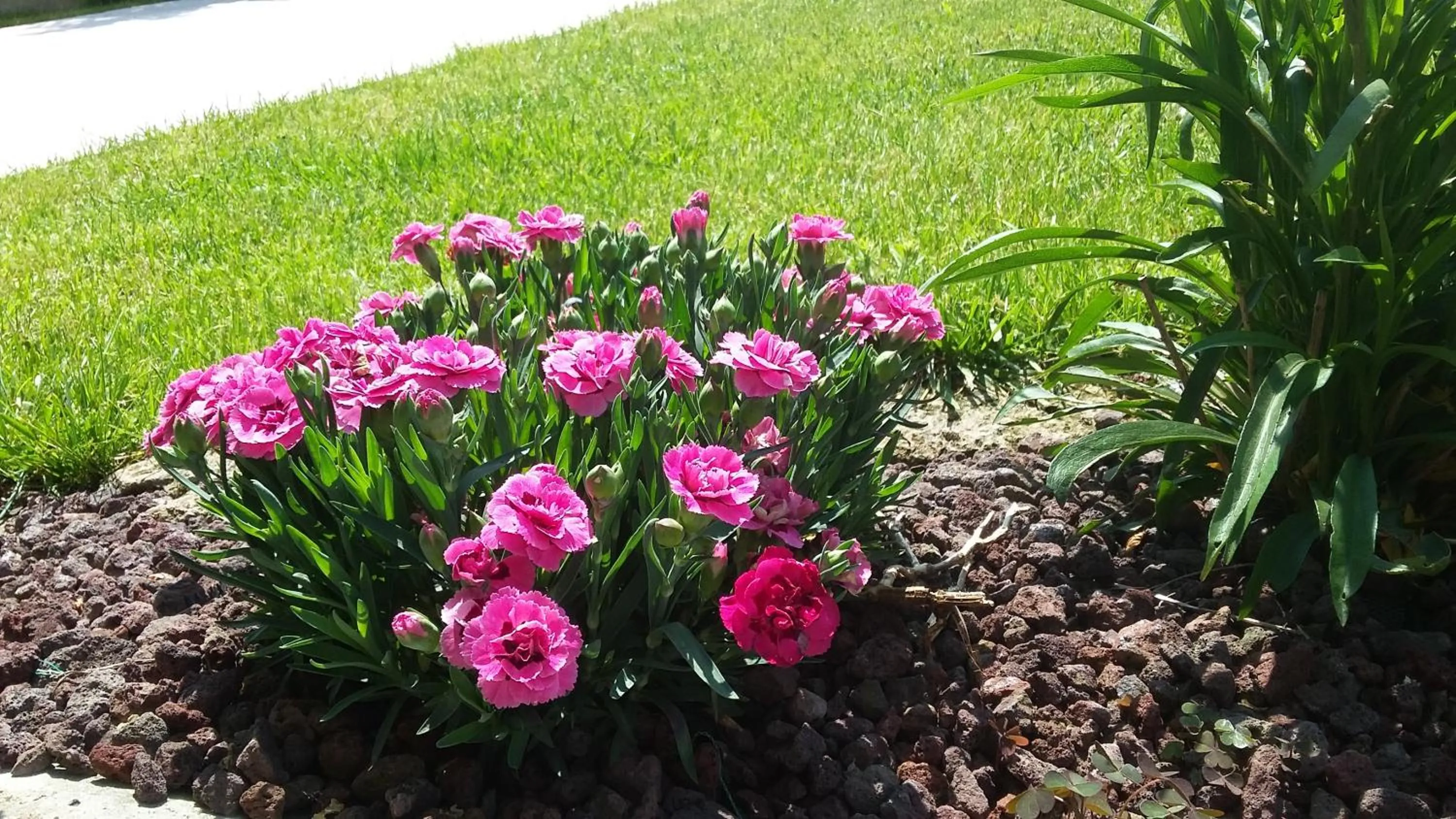 Garden in Residenza Leon