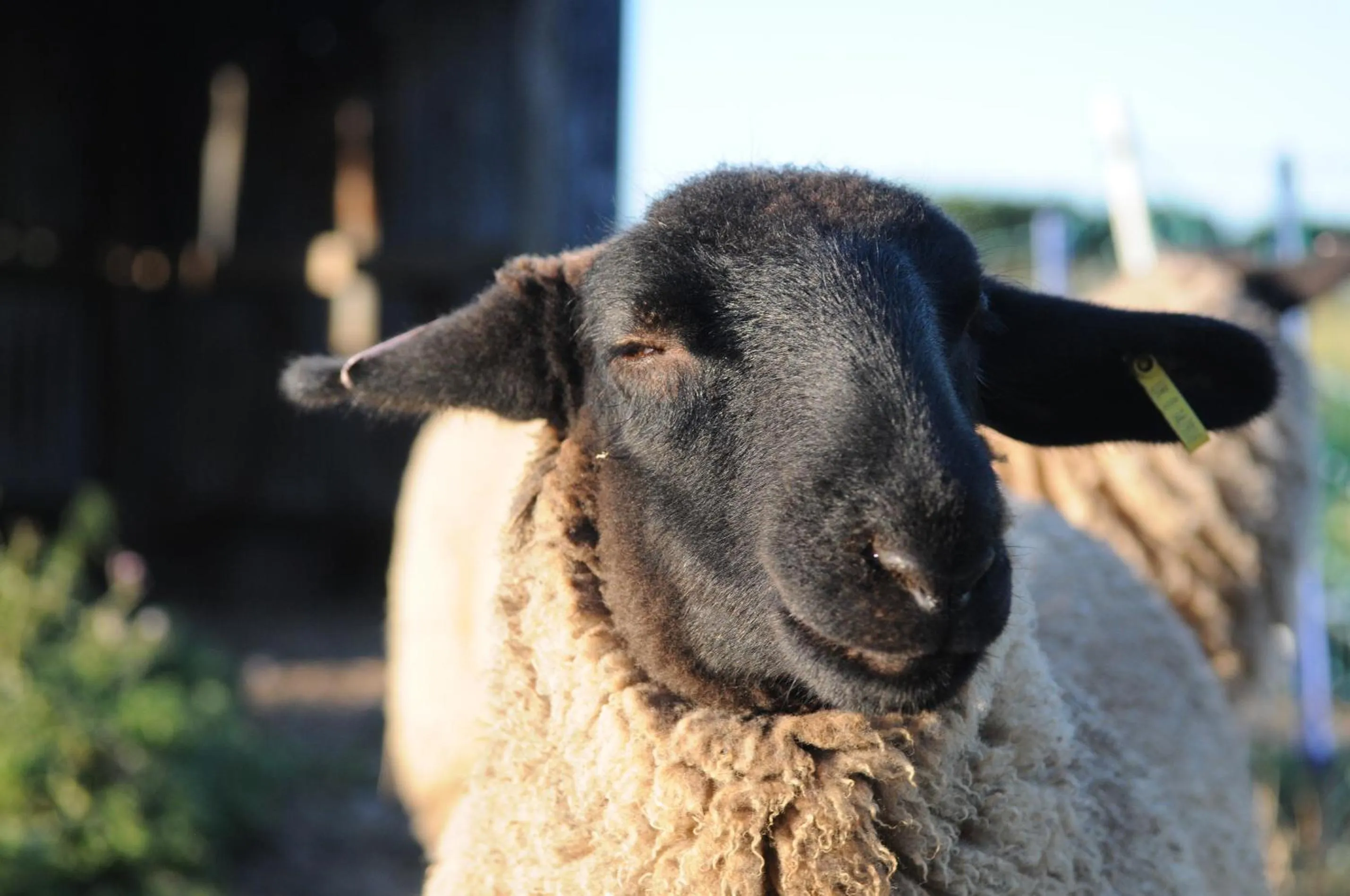 Animals in Manor Farm Stay