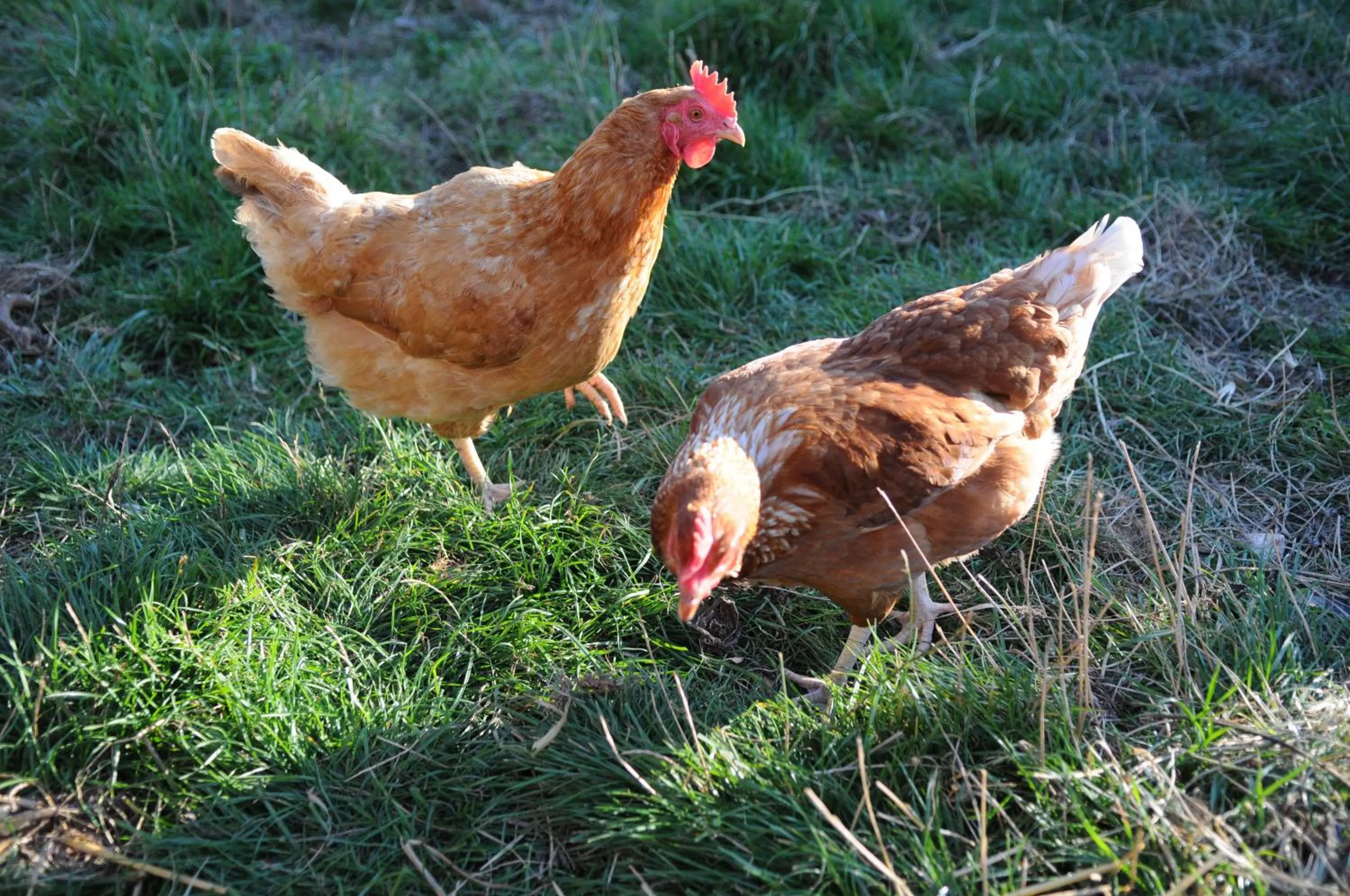 Animals in Manor Farm Stay