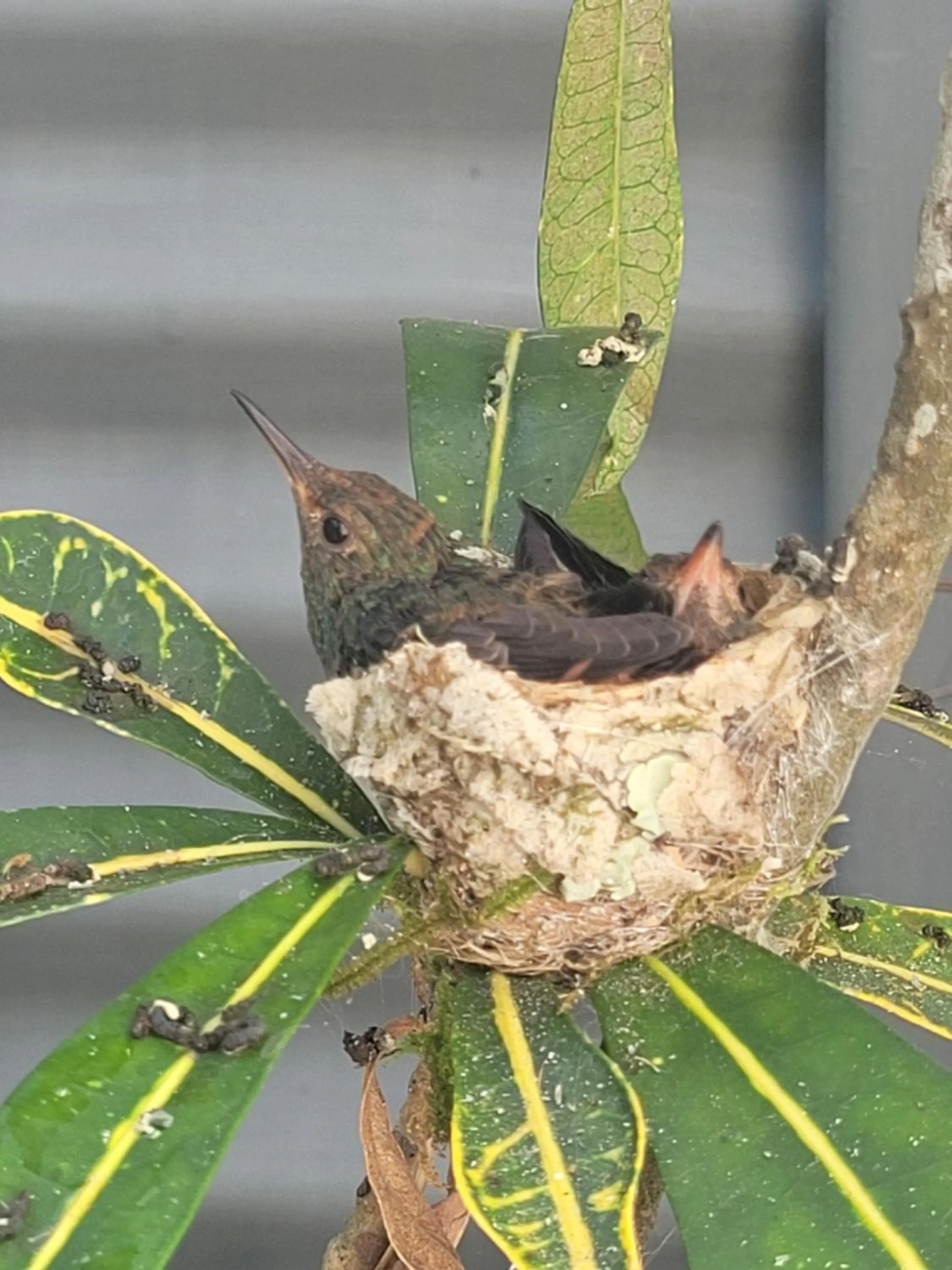 Animals in Tico Tico Villas - Adult Only