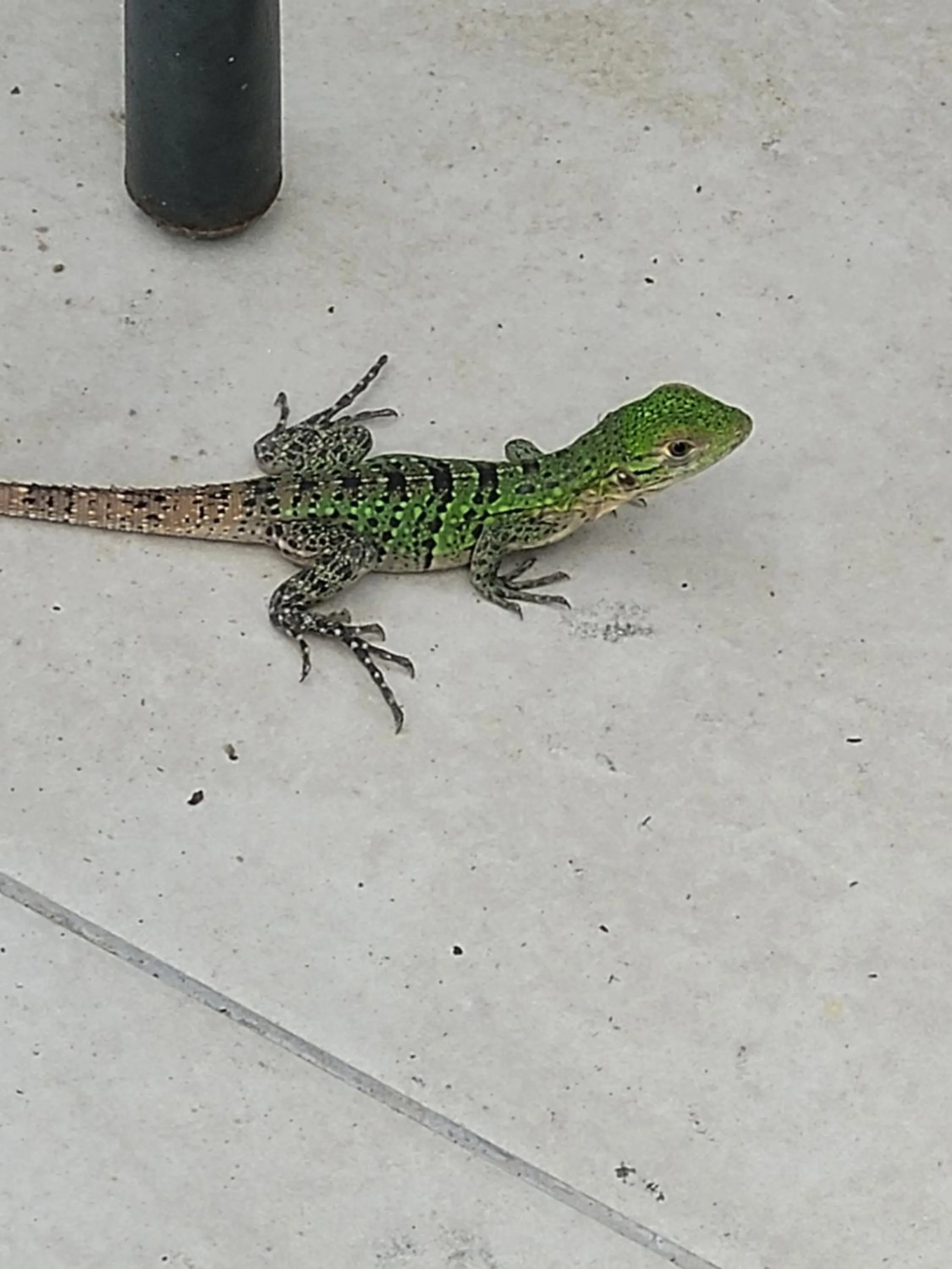 Animals in Tico Tico Villas - Adult Only