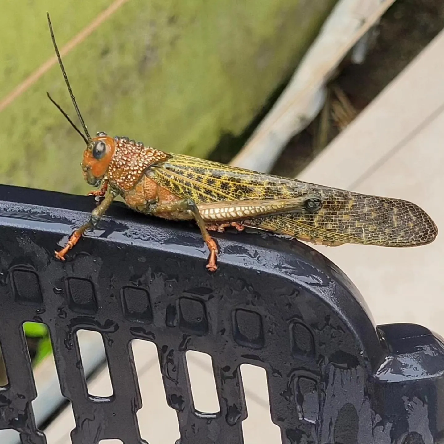 Animals in Tico Tico Villas - Adult Only