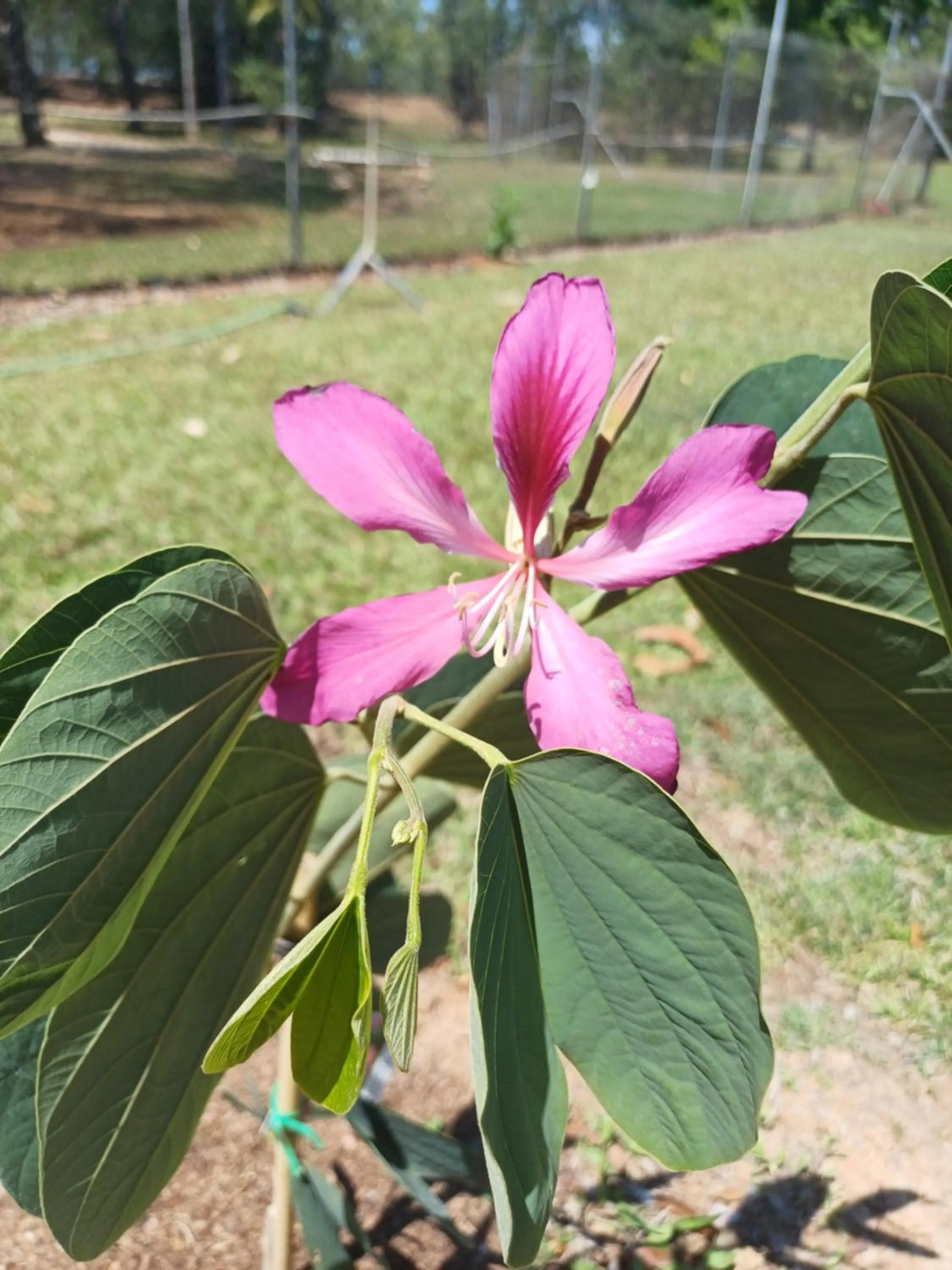 Garden in AAOK Lakes Resort and Caravan Park