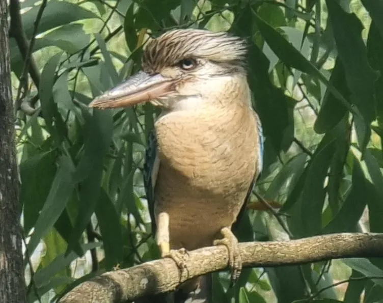 Animals in AAOK Lakes Resort and Caravan Park