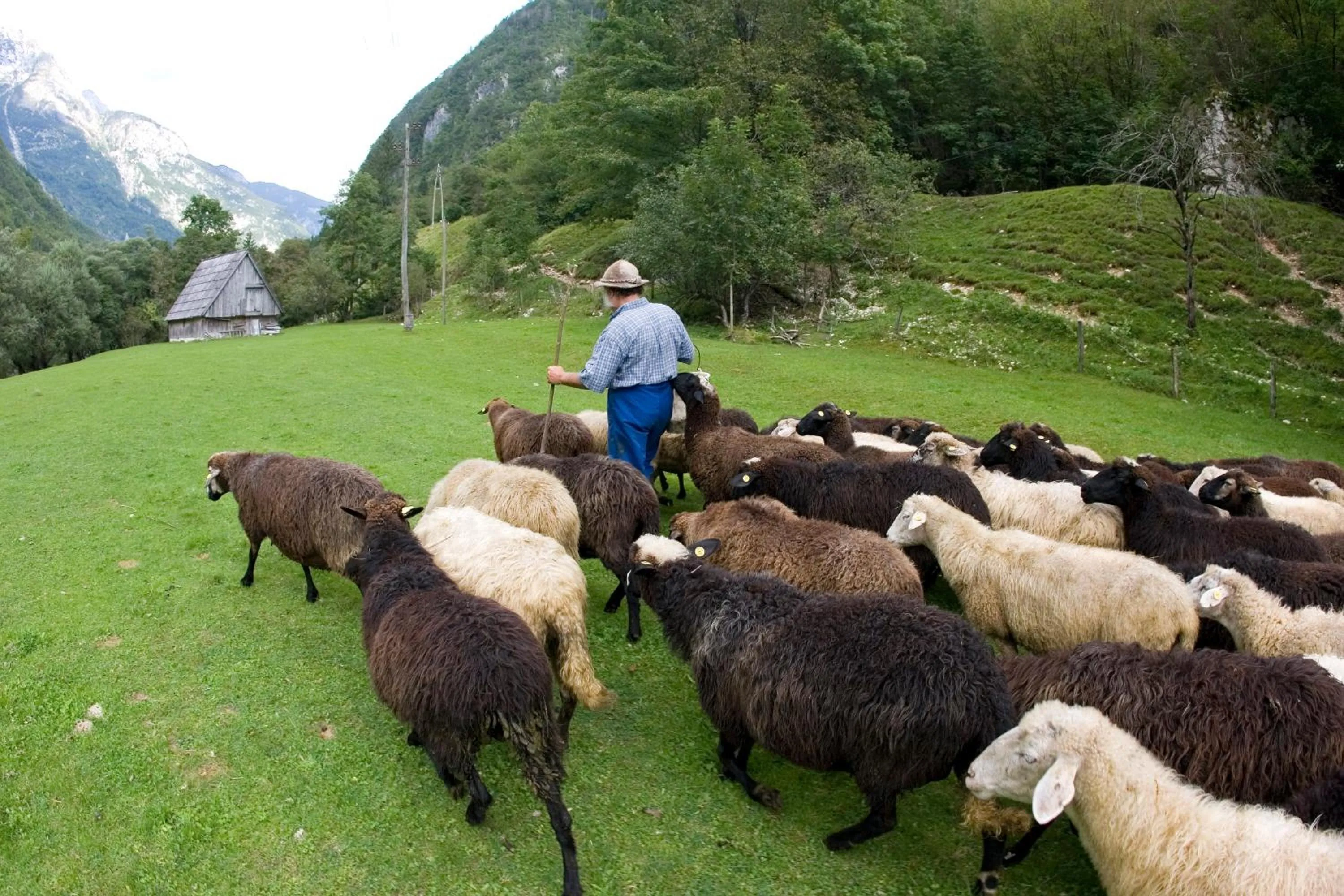 Animals in Hotel Mangart