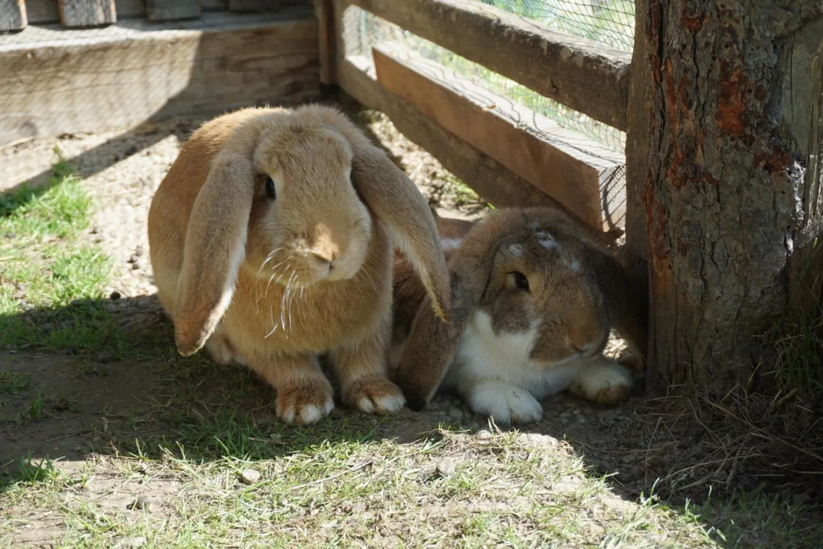 Pets in Landhotel Lacknerhof