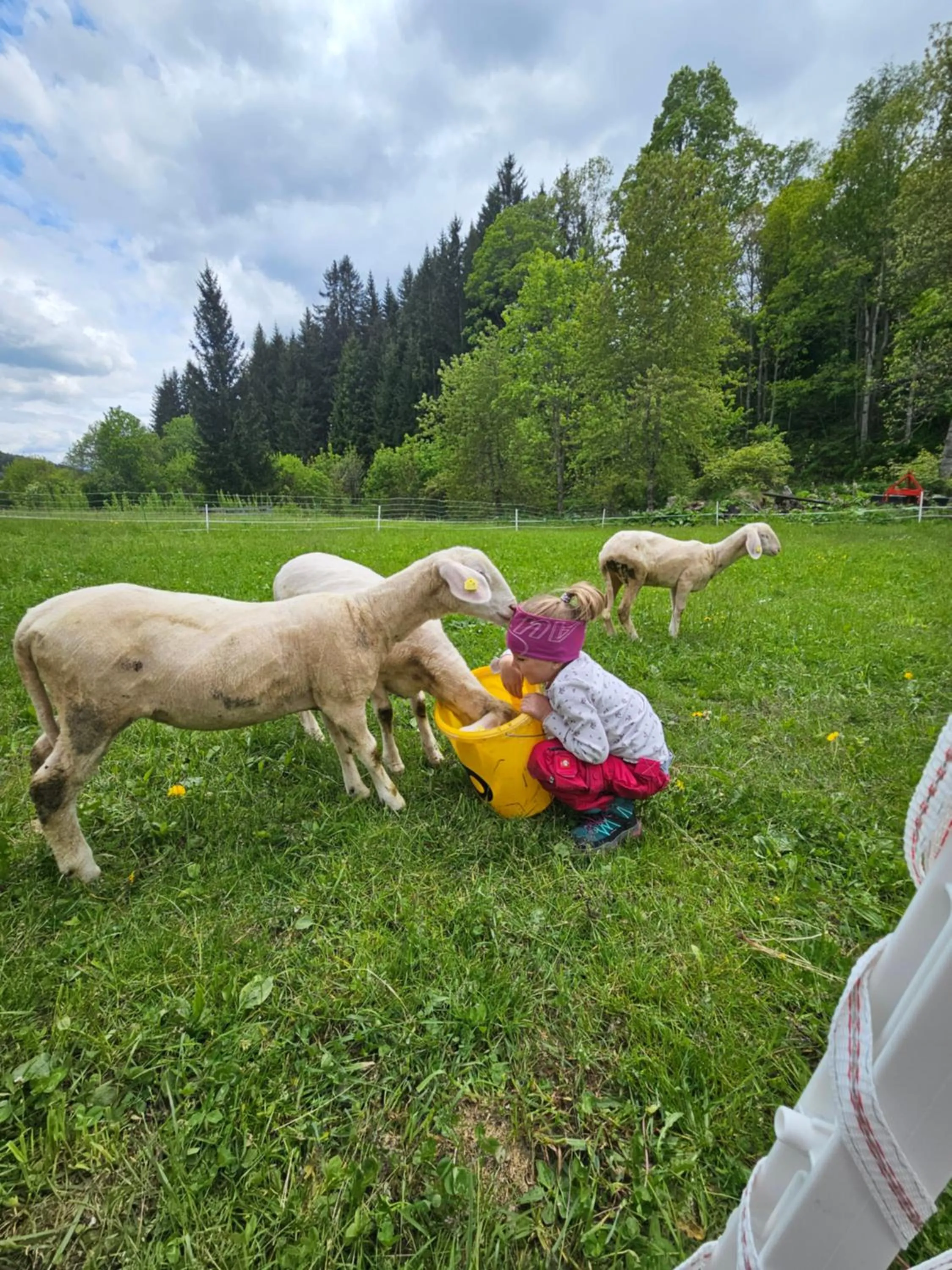 Pets in Landhotel Lacknerhof