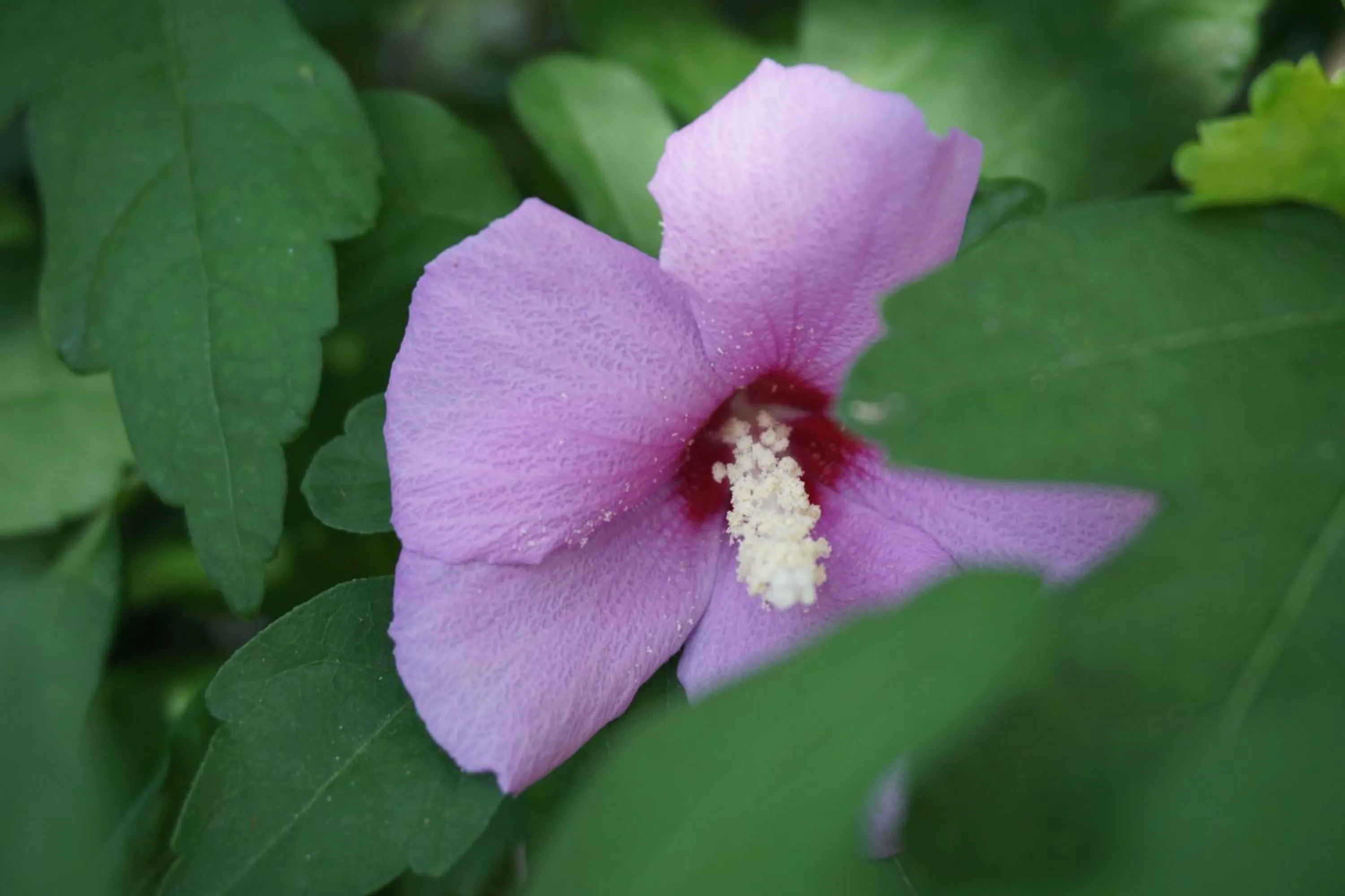 Garden in Hotel Beau Rivage