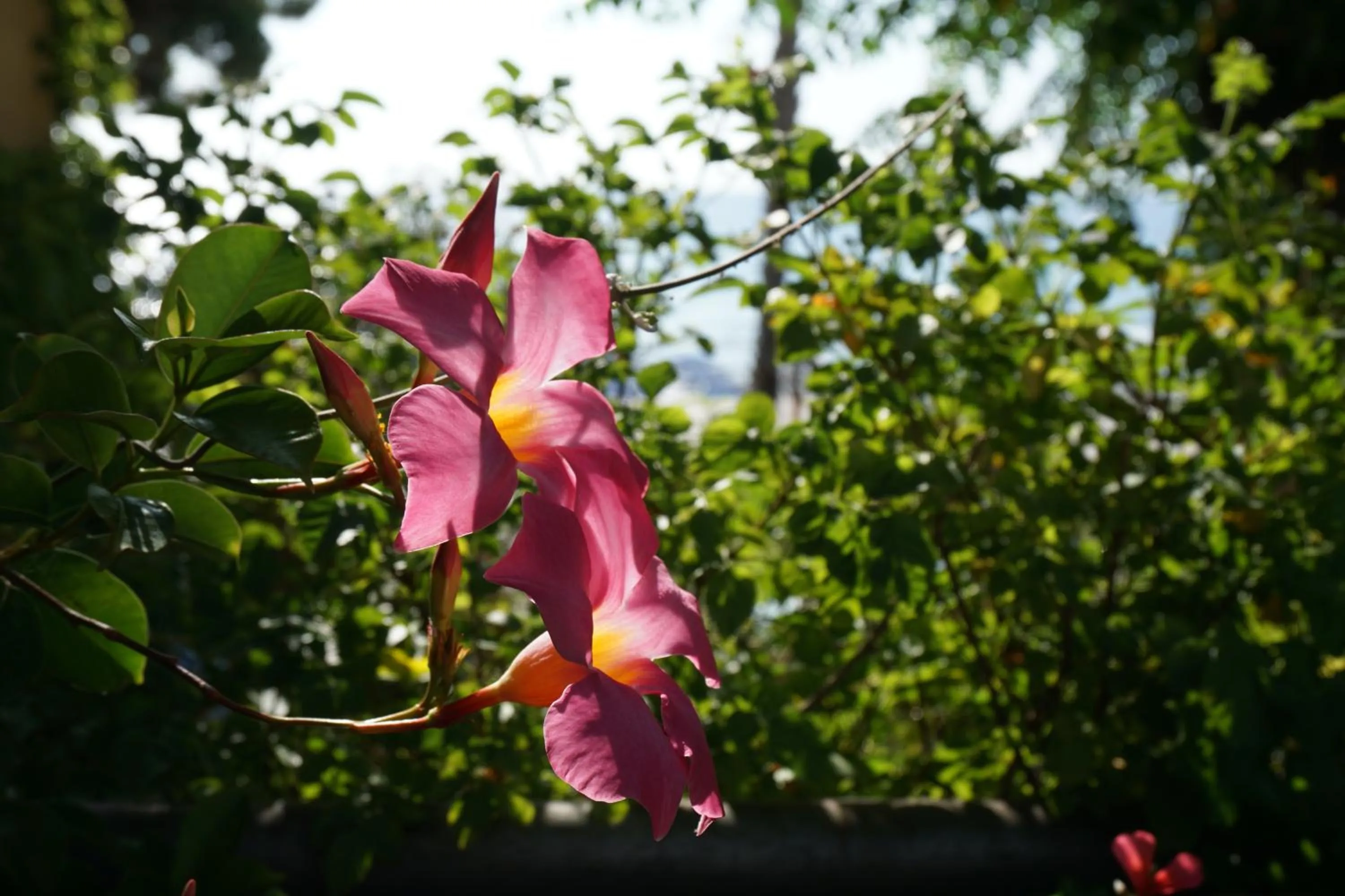 Garden in Hotel Beau Rivage