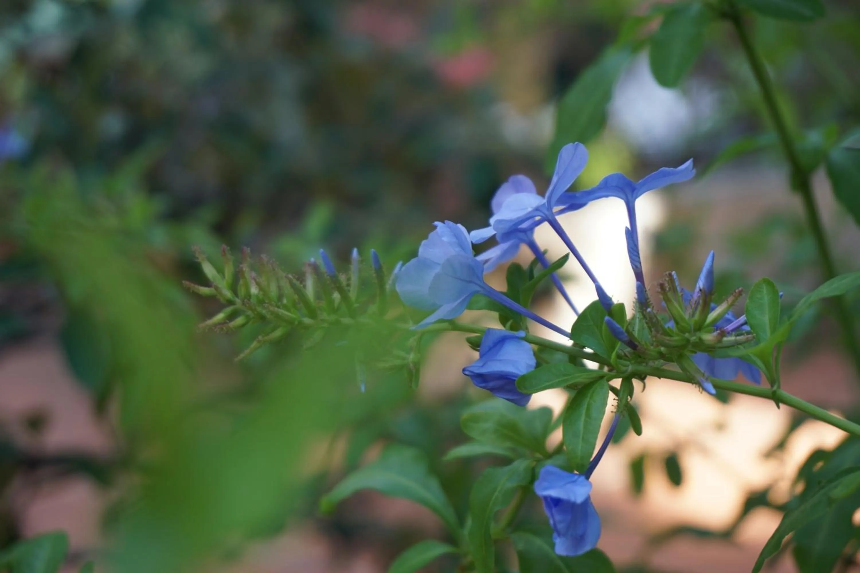 Garden in Hotel Beau Rivage