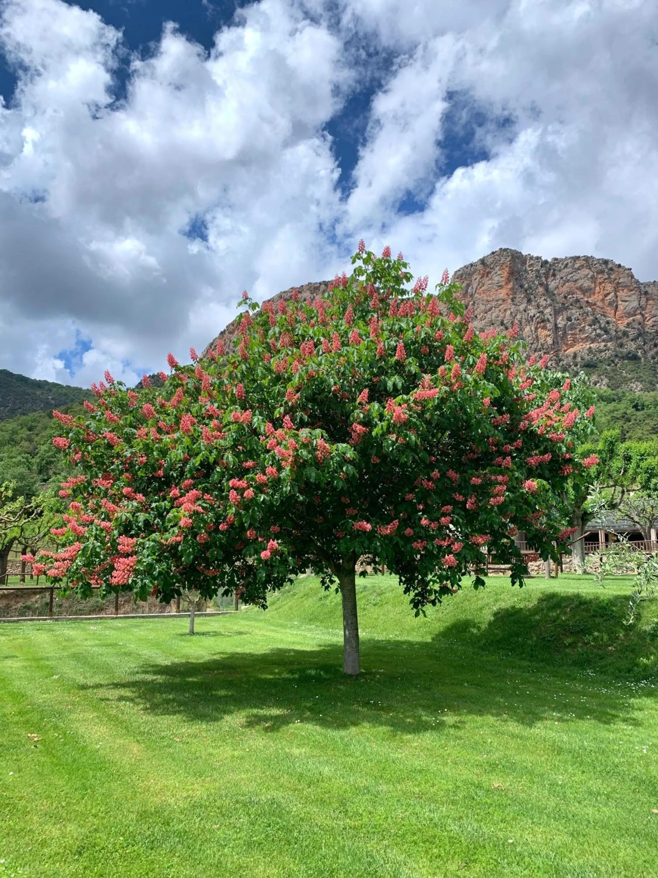 Garden in Hotel Can Boix de Peramola