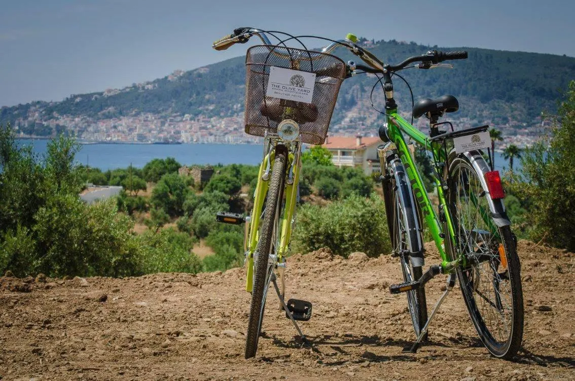 Activities in The Olive Yard