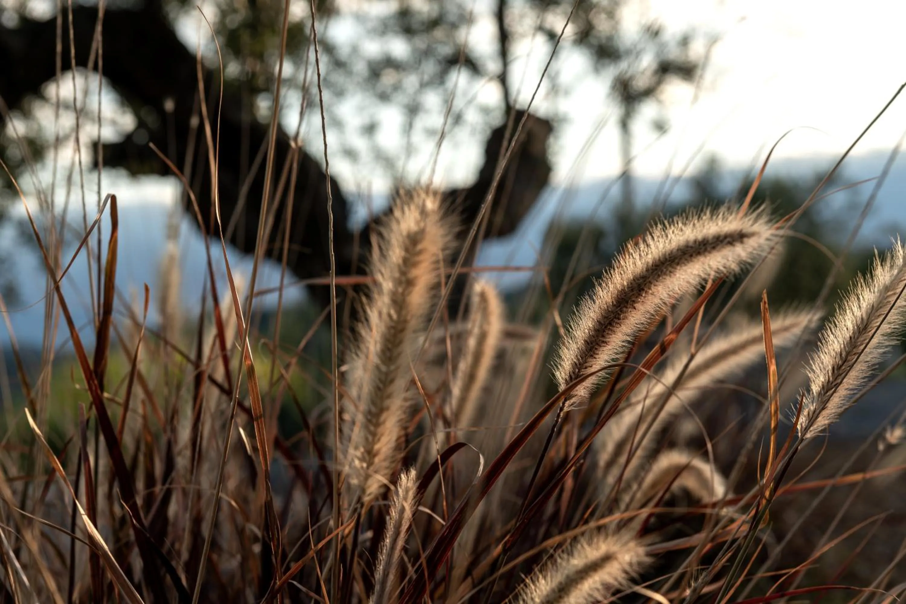 Natural landscape in The Olive Yard