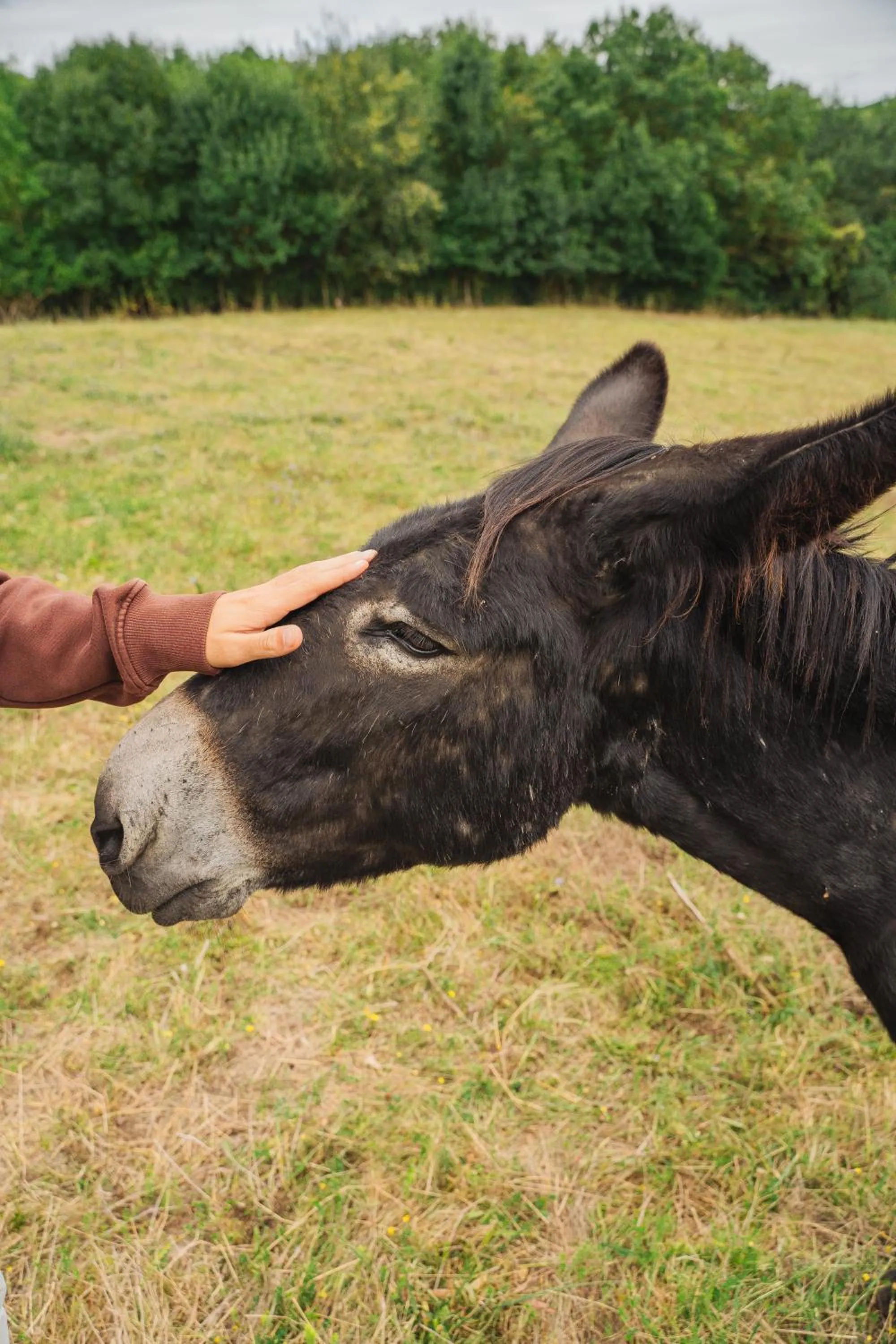 Pets in Château De Noirieux