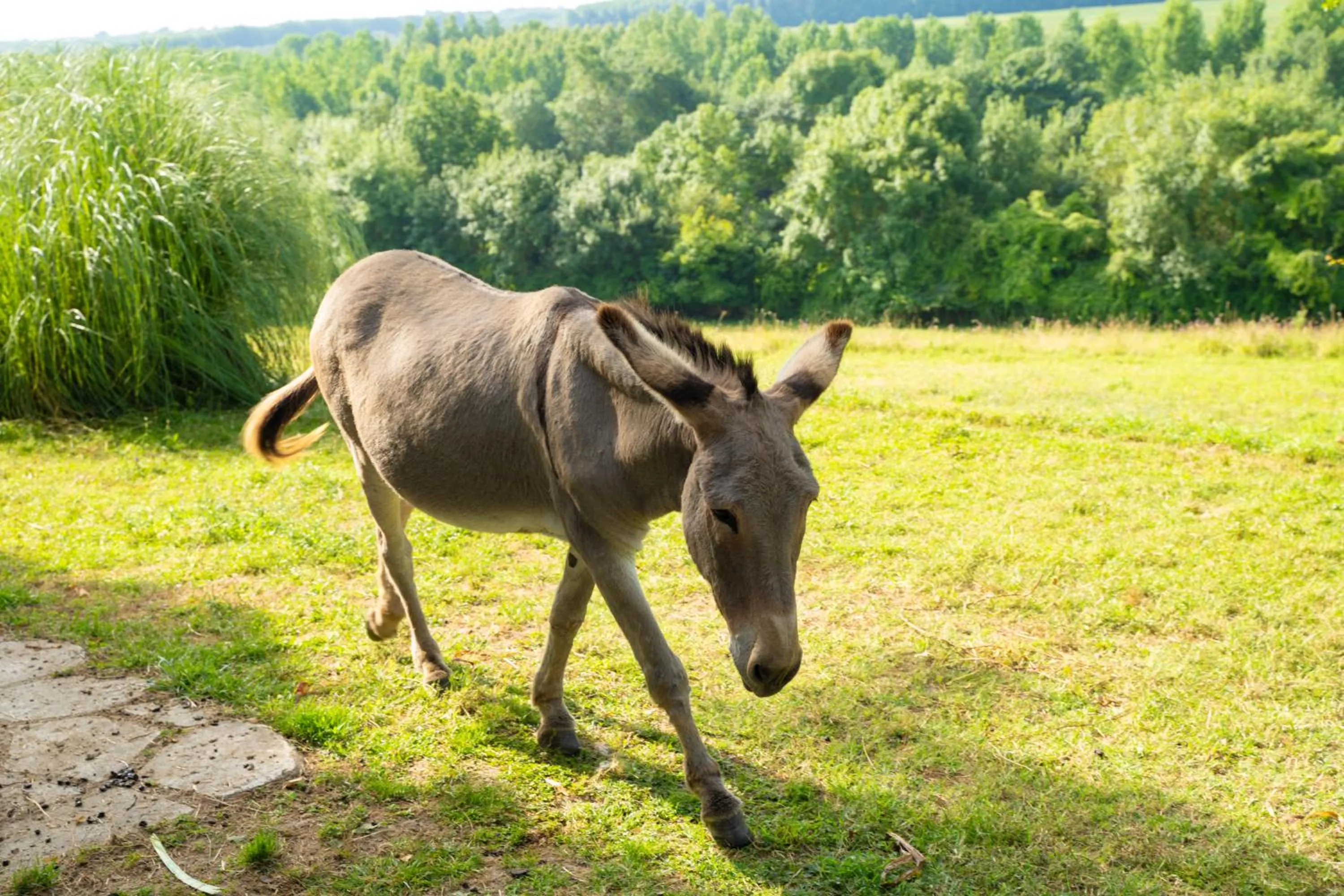 Pets in Château De Noirieux