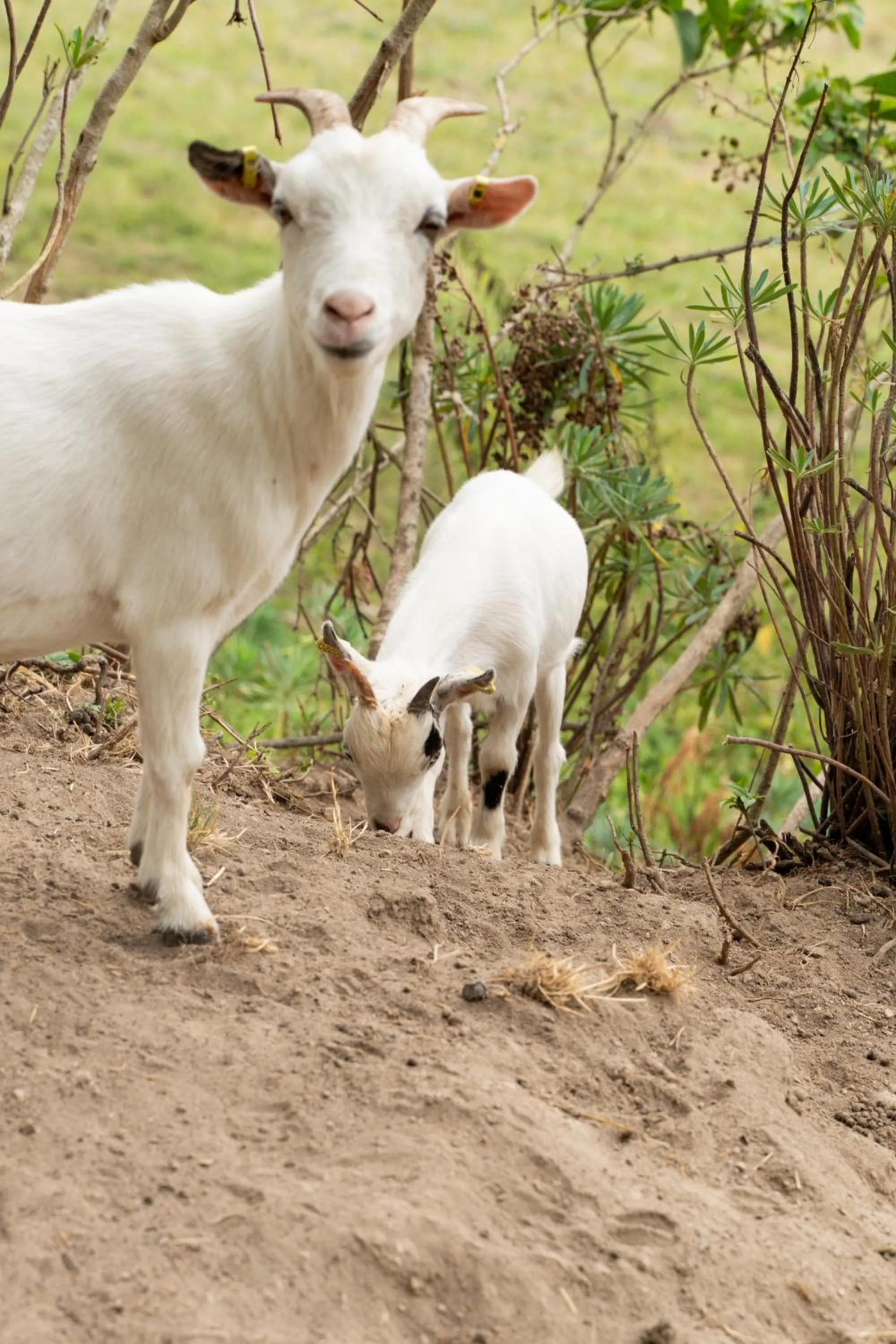 Pets in Château De Noirieux