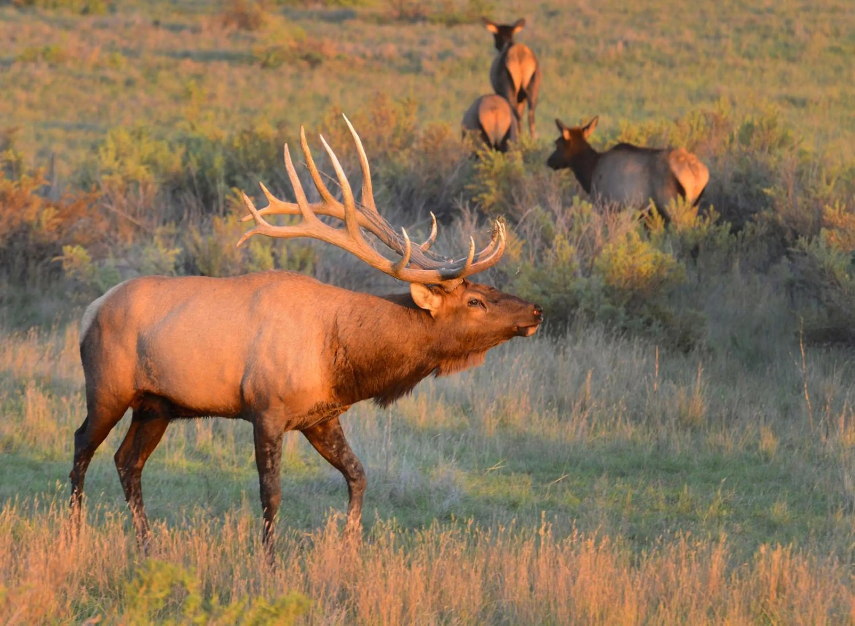 Nearby landmark in Staybridge Suites Great Falls by IHG
