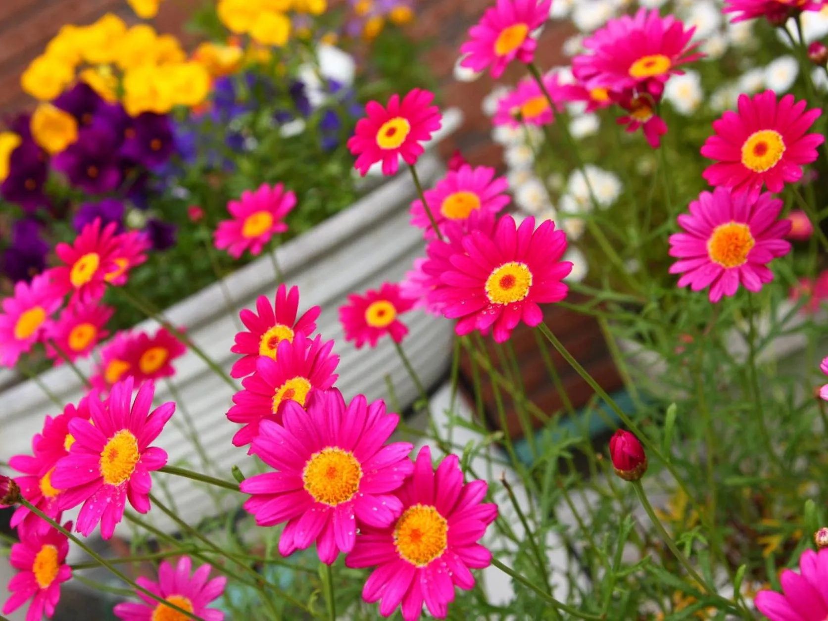 Garden in Pension Avenue