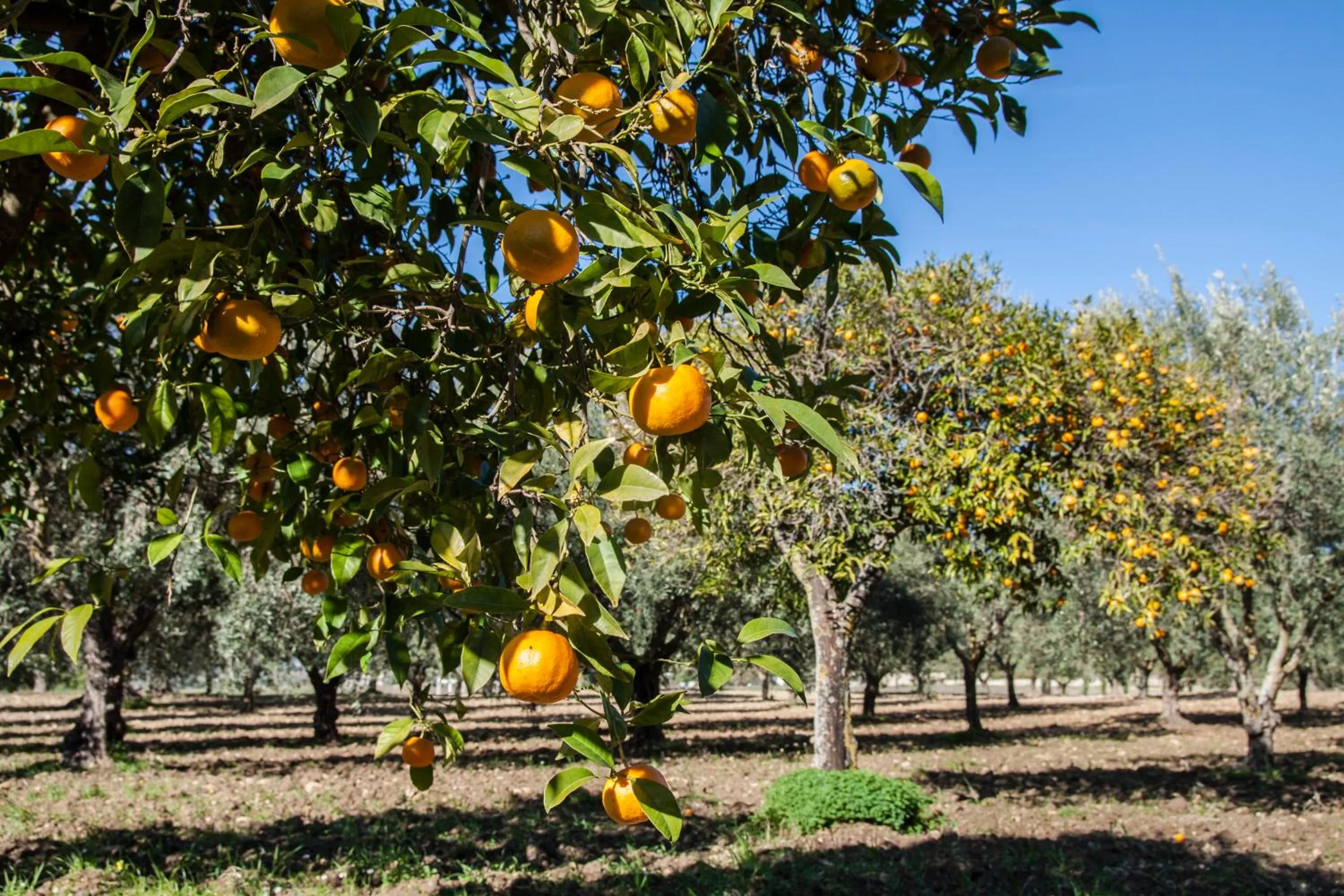 Activities in Resort Fontes Episcopi