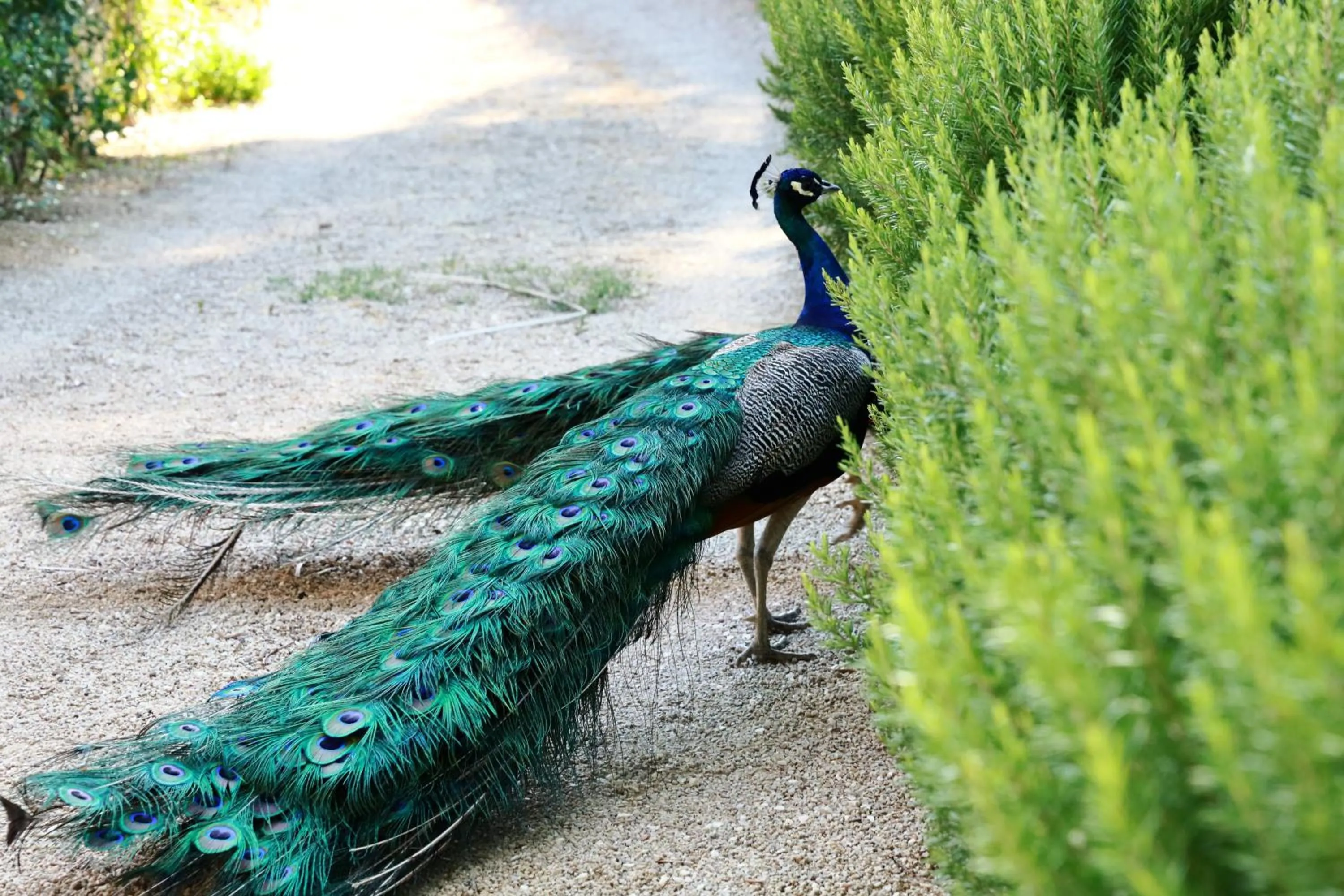 Garden in Resort Fontes Episcopi