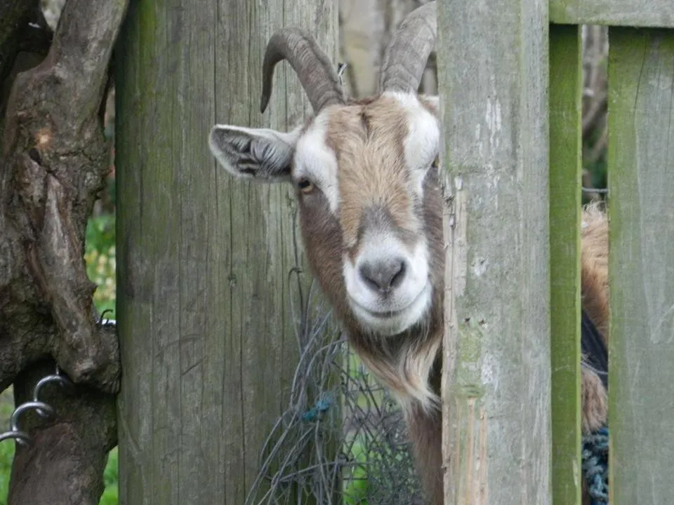 Pets in White Swan Inn
