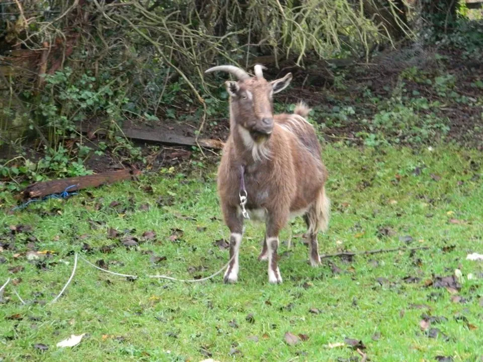 Pets in White Swan Inn