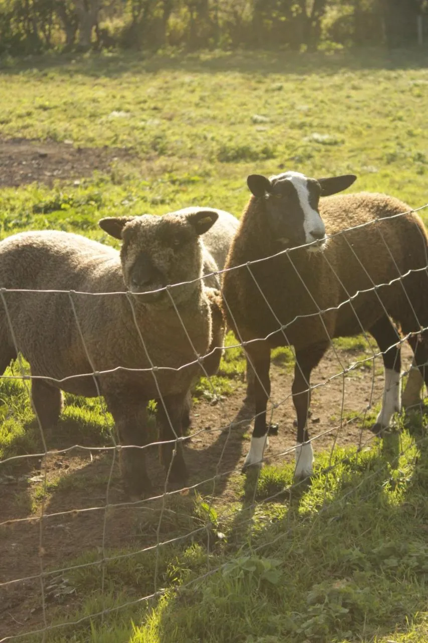 Animals in White Swan Inn