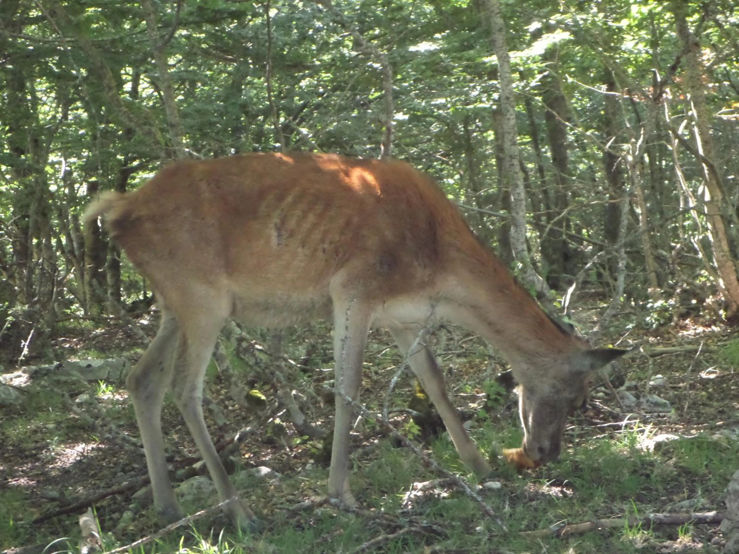 Animals in Hotel Holidays