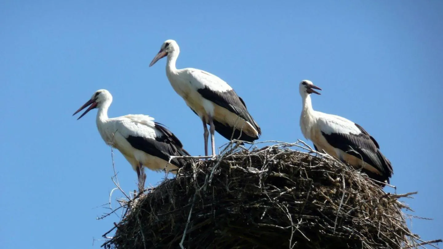 Animals in Dwór nad jeziorem w Bieniaszach