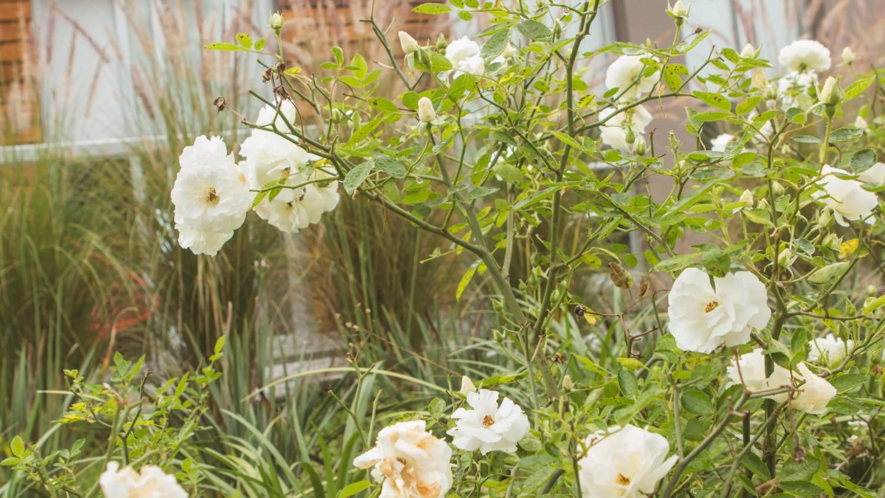 Garden in Amalinas Hotel
