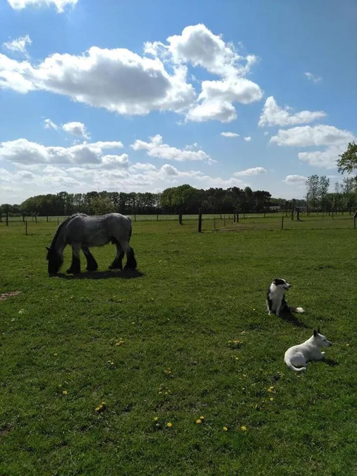 Pets in De Blauwe Maaten