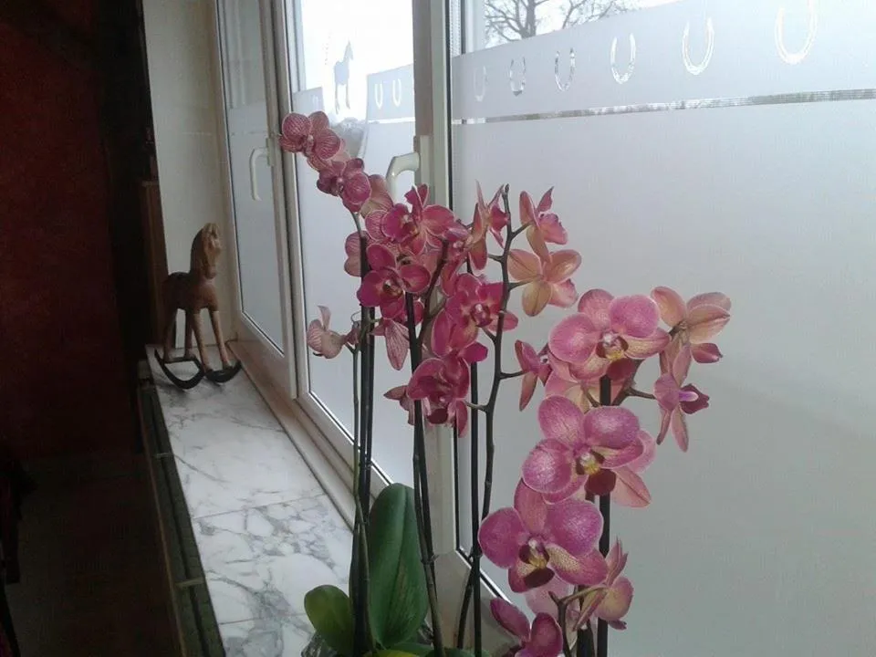 Restaurant/places to eat in De Blauwe Maaten