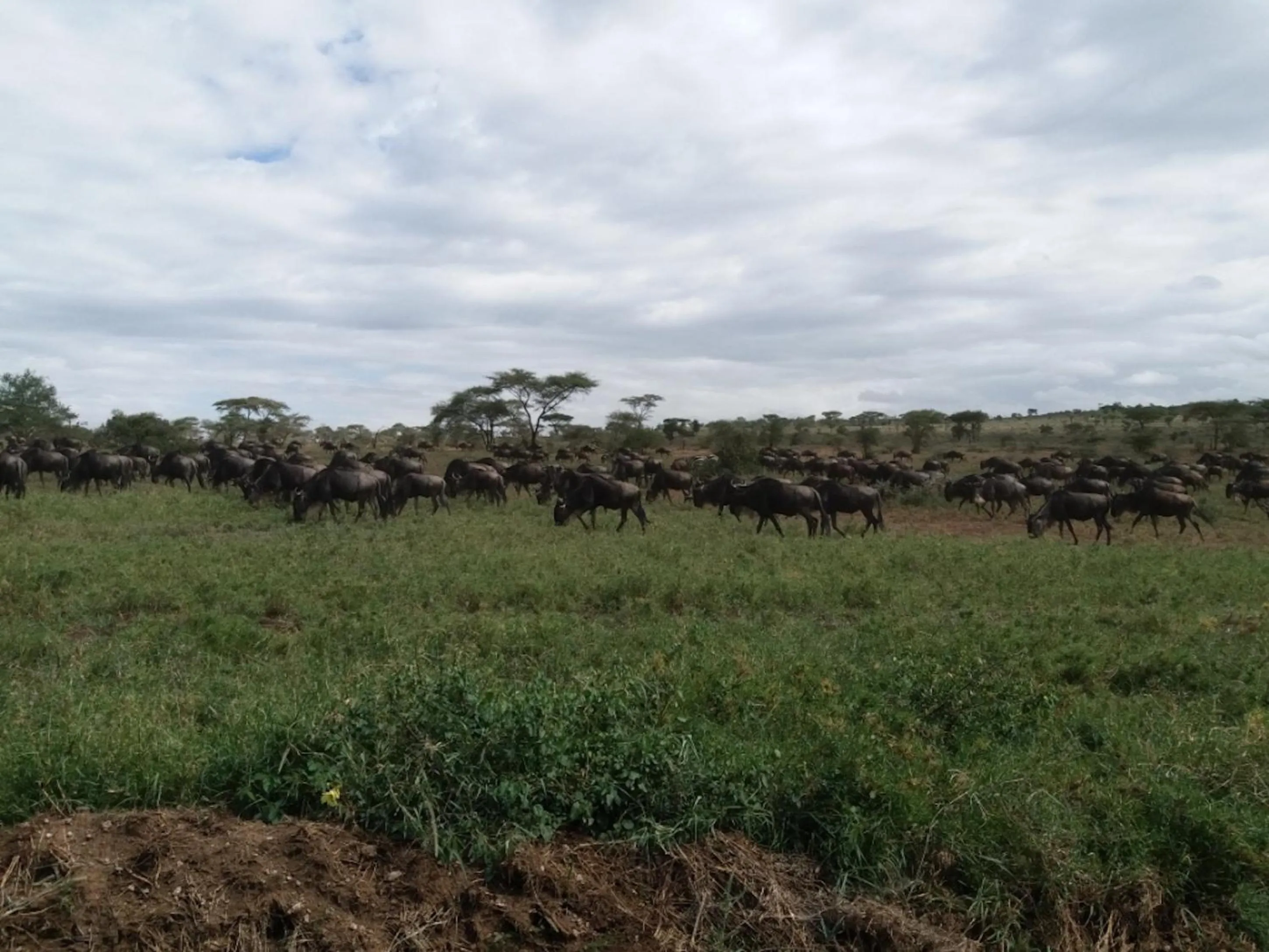 Natural landscape in Seronera Wildlife Lodge