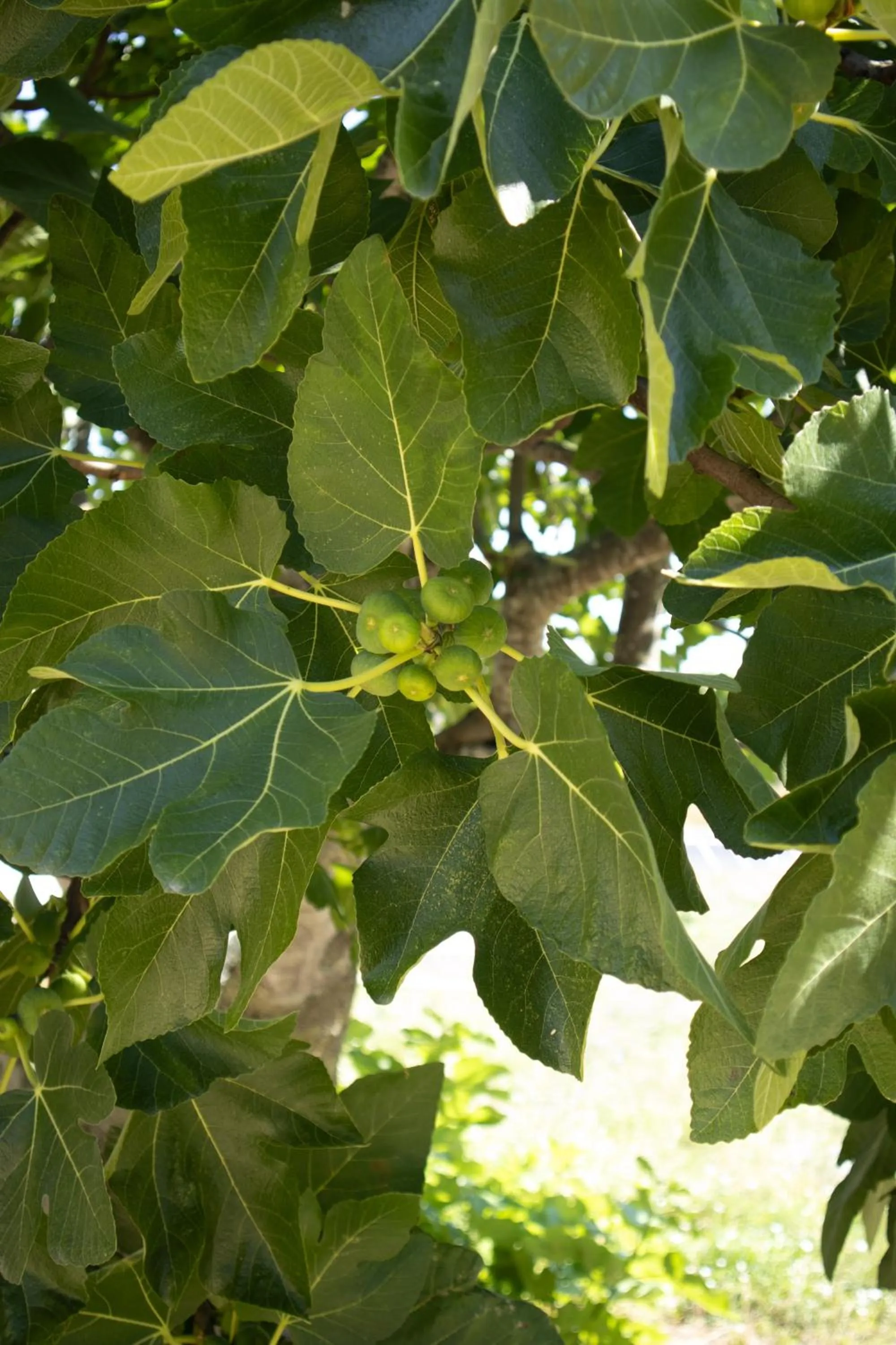 Garden in Aires da Serra Hotel
