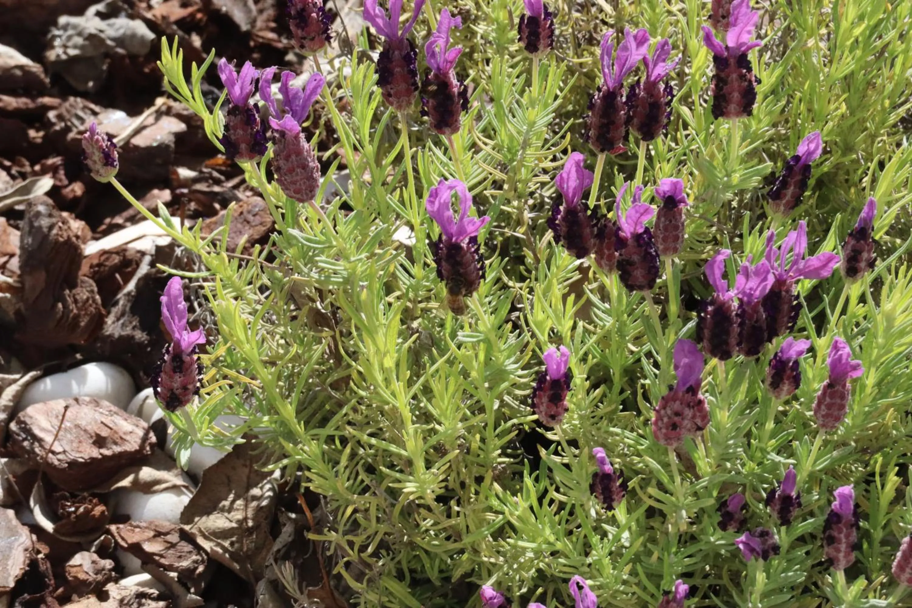 Garden in Aires da Serra Hotel