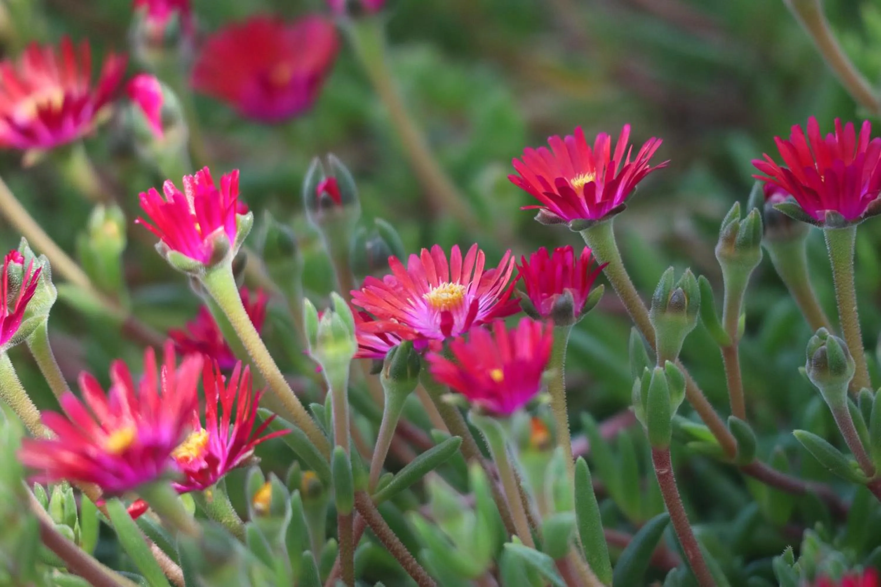 Garden in Aires da Serra Hotel
