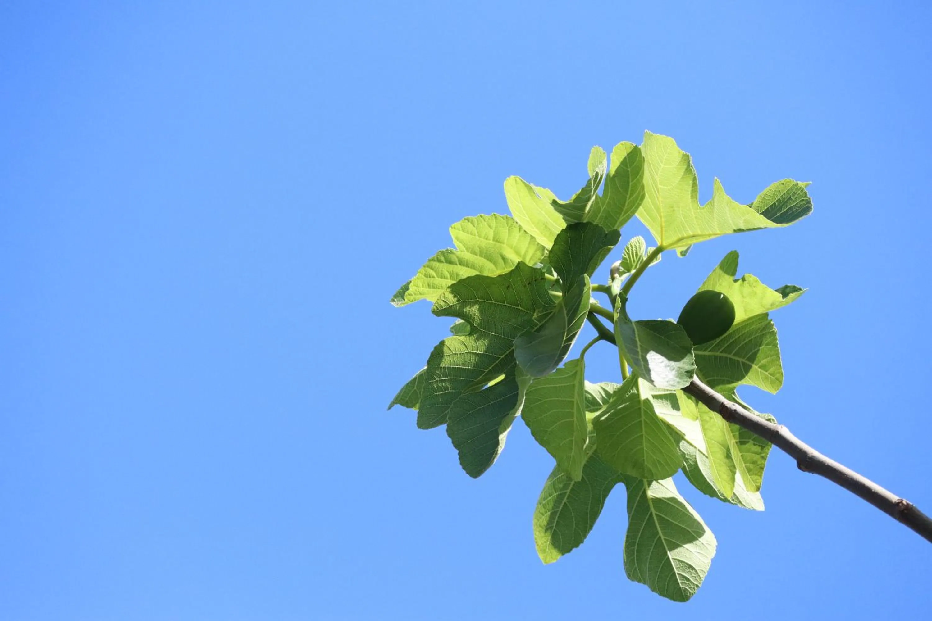 Garden in Aires da Serra Hotel