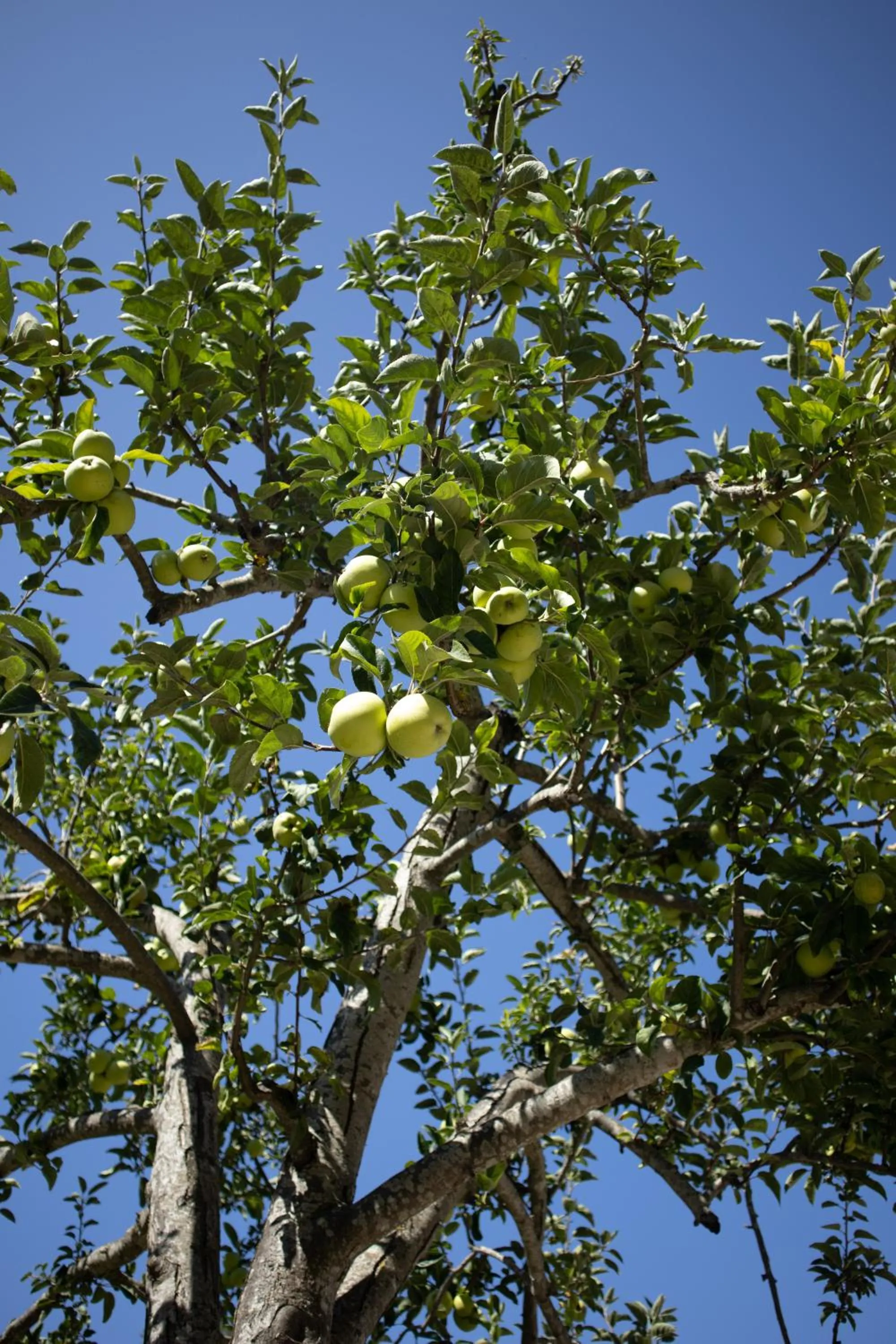 Garden in Aires da Serra Hotel