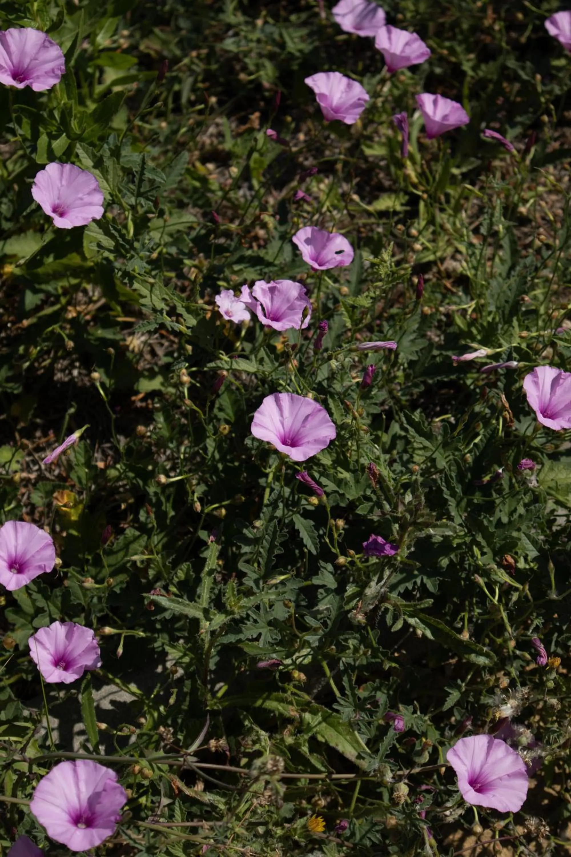 Garden in Aires da Serra Hotel