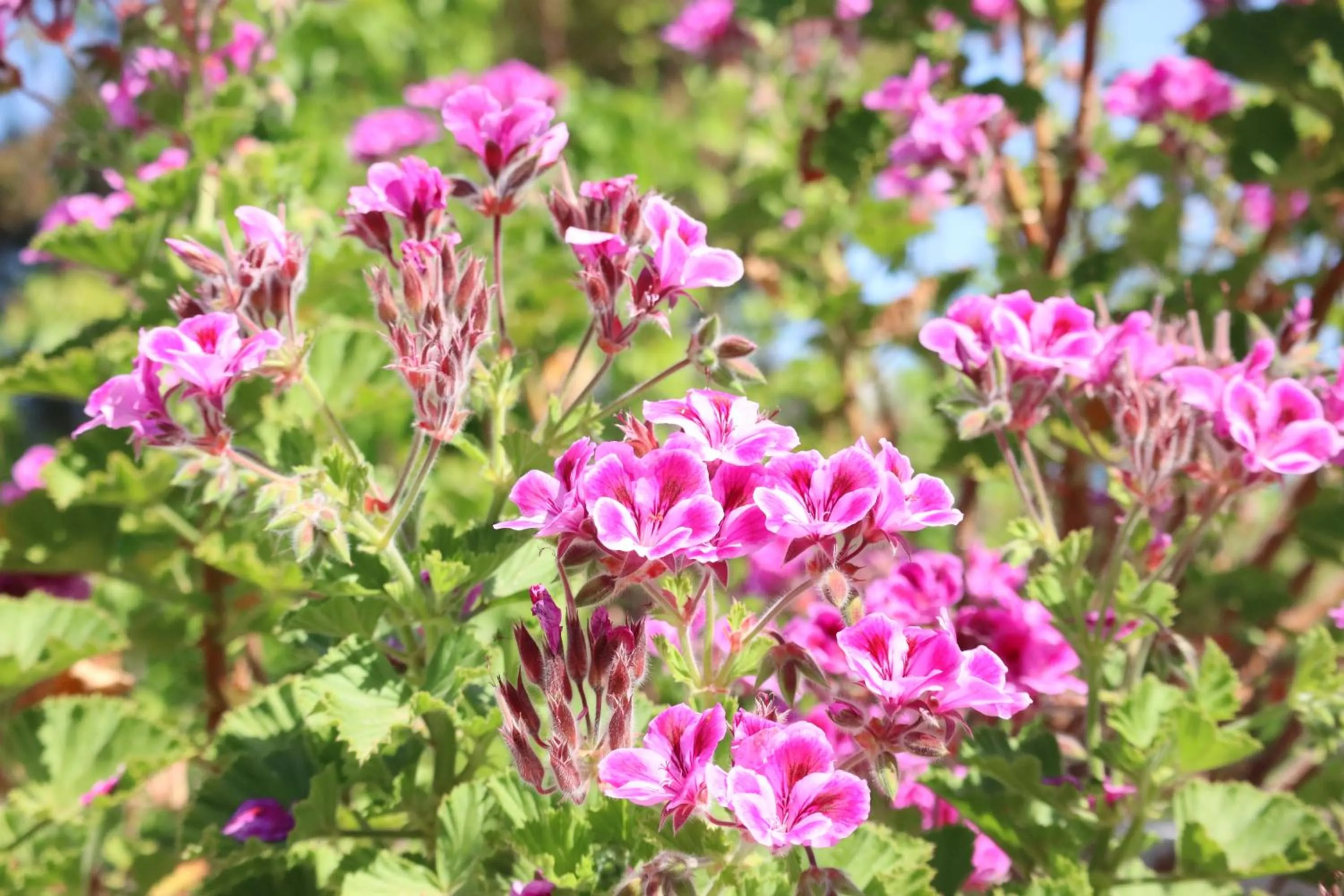 Garden in Aires da Serra Hotel