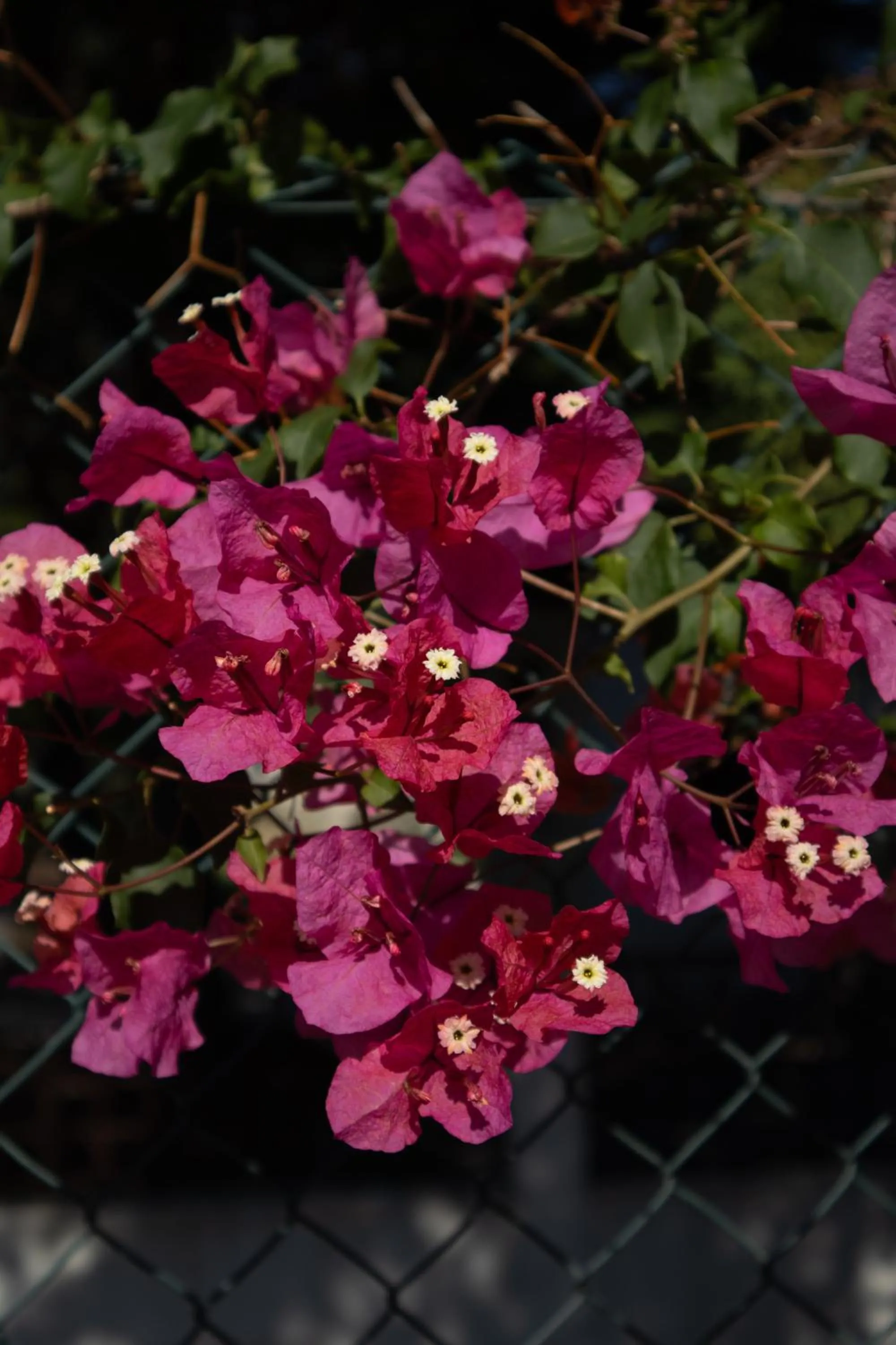 Garden in Aires da Serra Hotel