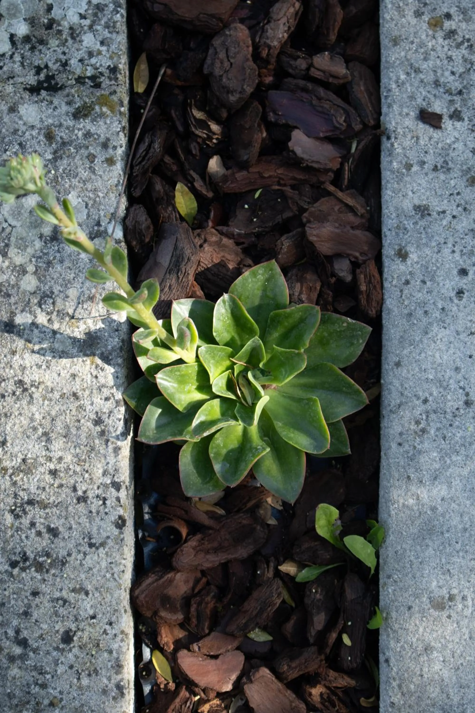 Garden in Aires da Serra Hotel