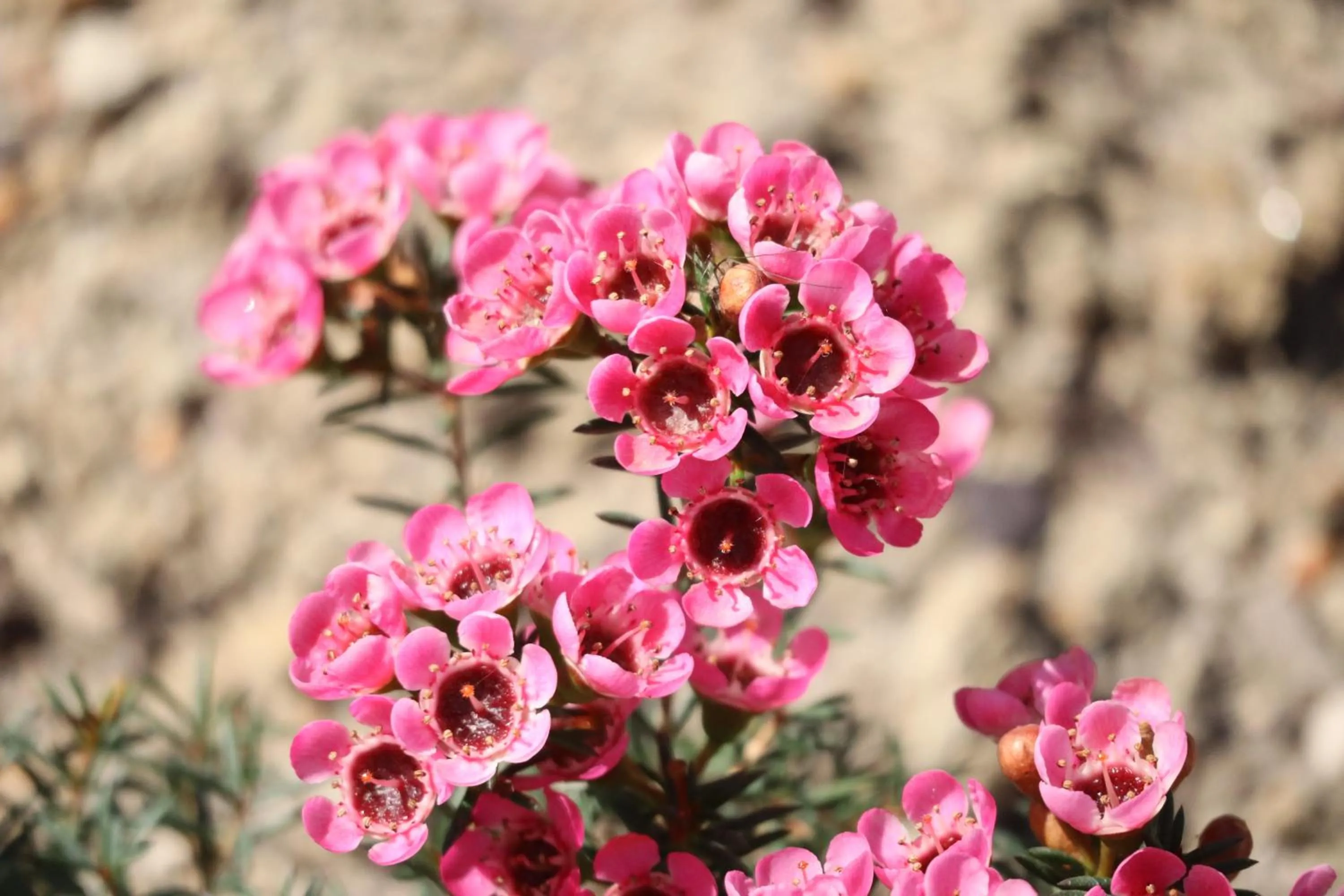 Garden in Aires da Serra Hotel