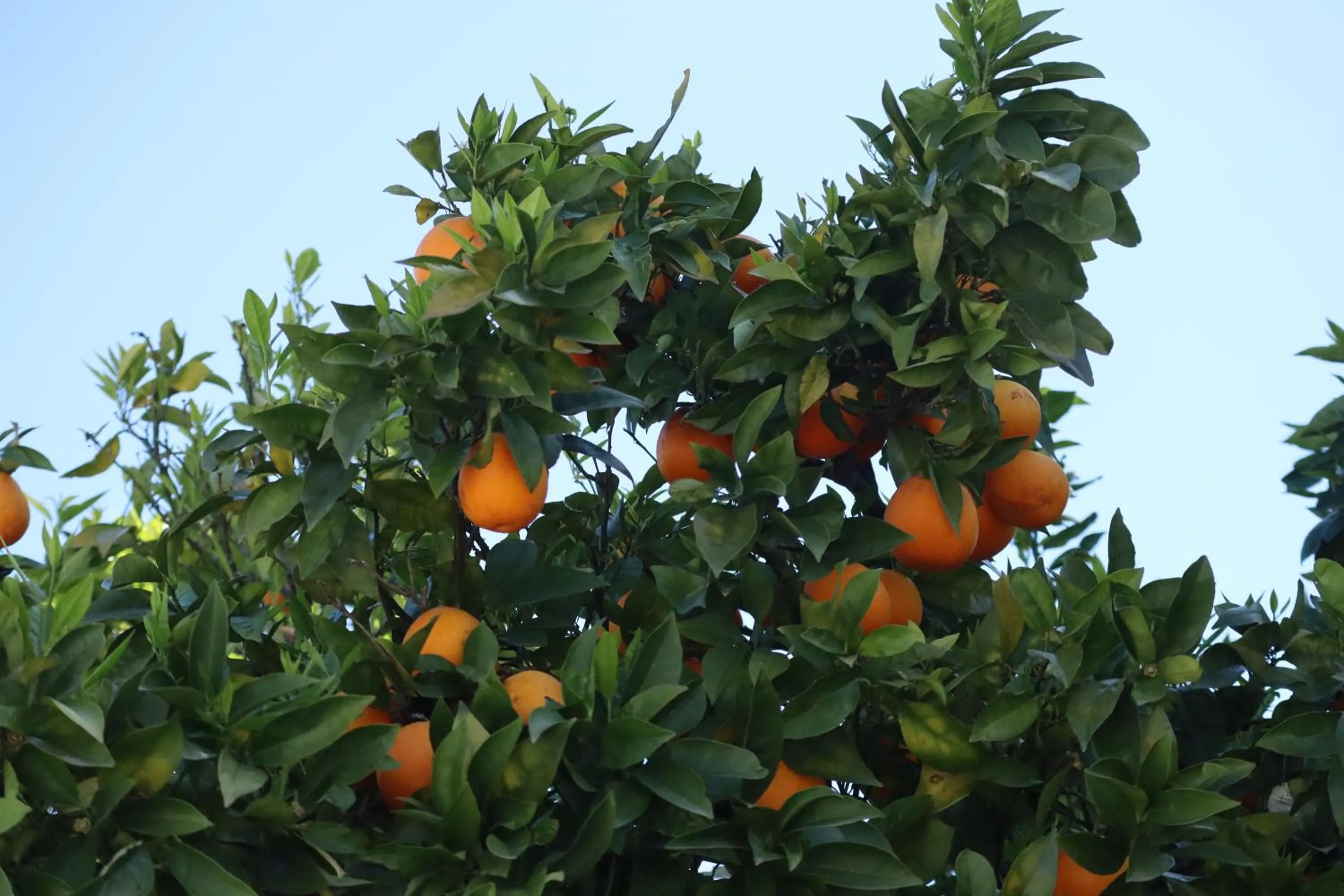 Garden in Aires da Serra Hotel