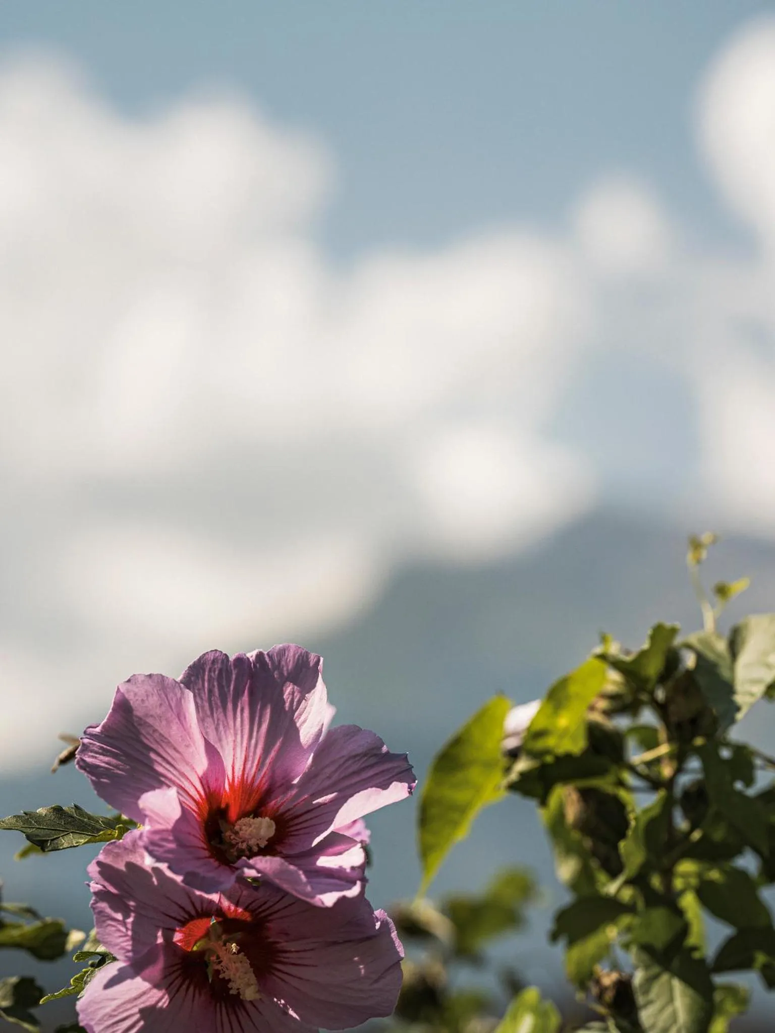 Natural landscape in Apparthotel "Landhaus Veronika"